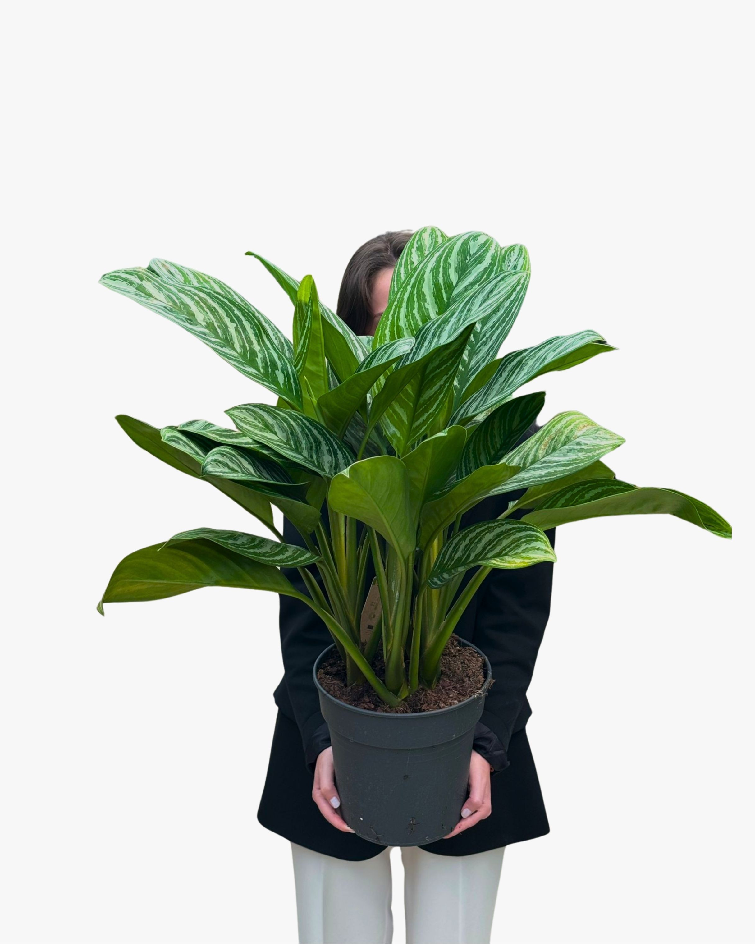 Çin Herdemyeşili (Aglaonema Christina)