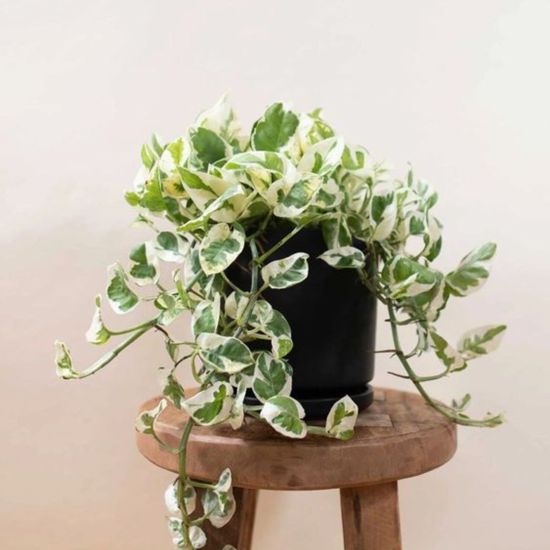 Askılı Alacalı Patos Salon Sarmaşığı (Pothos Njoy - Epipremnum Aureum)