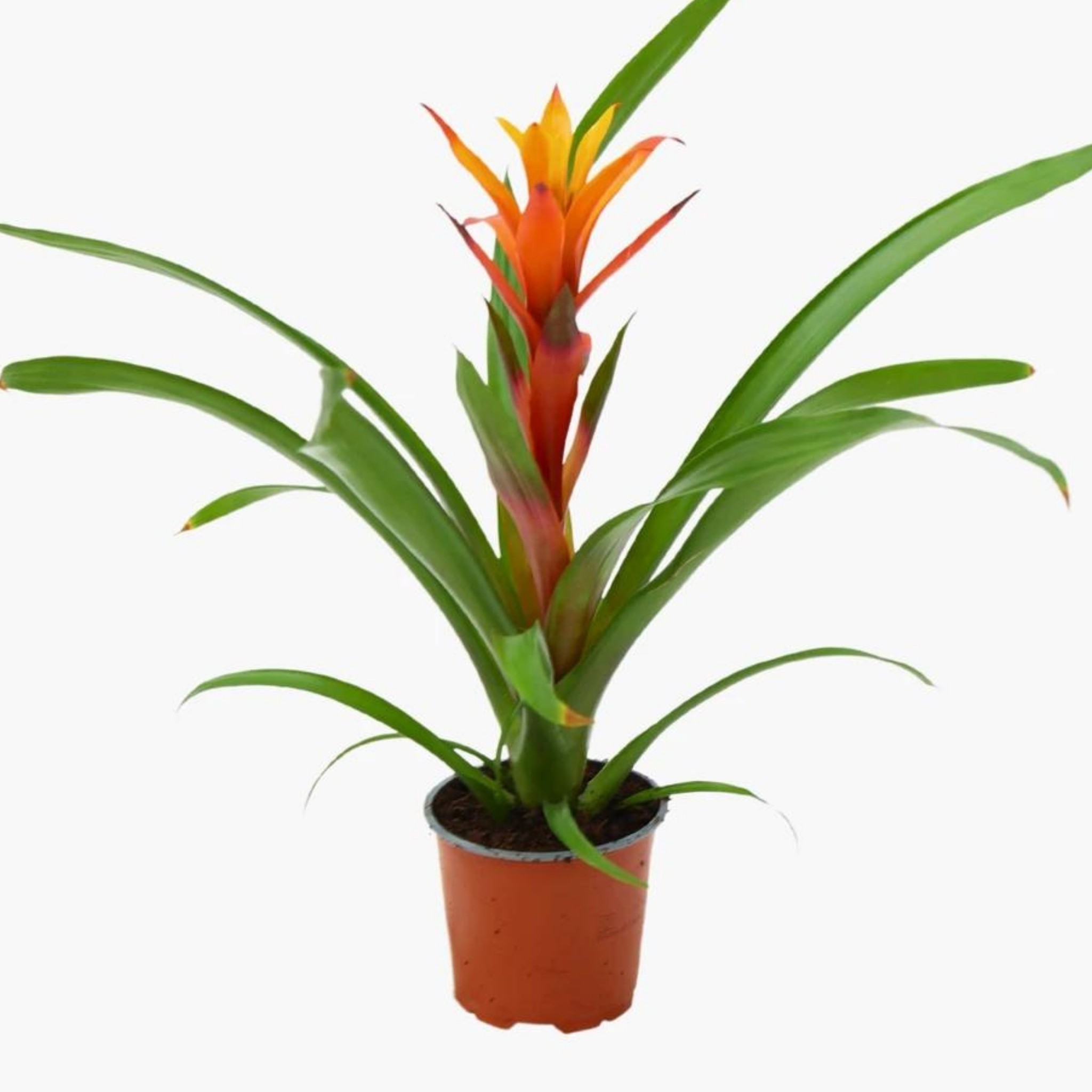 Turuncu Guzmanya (Guzmania Calypso)