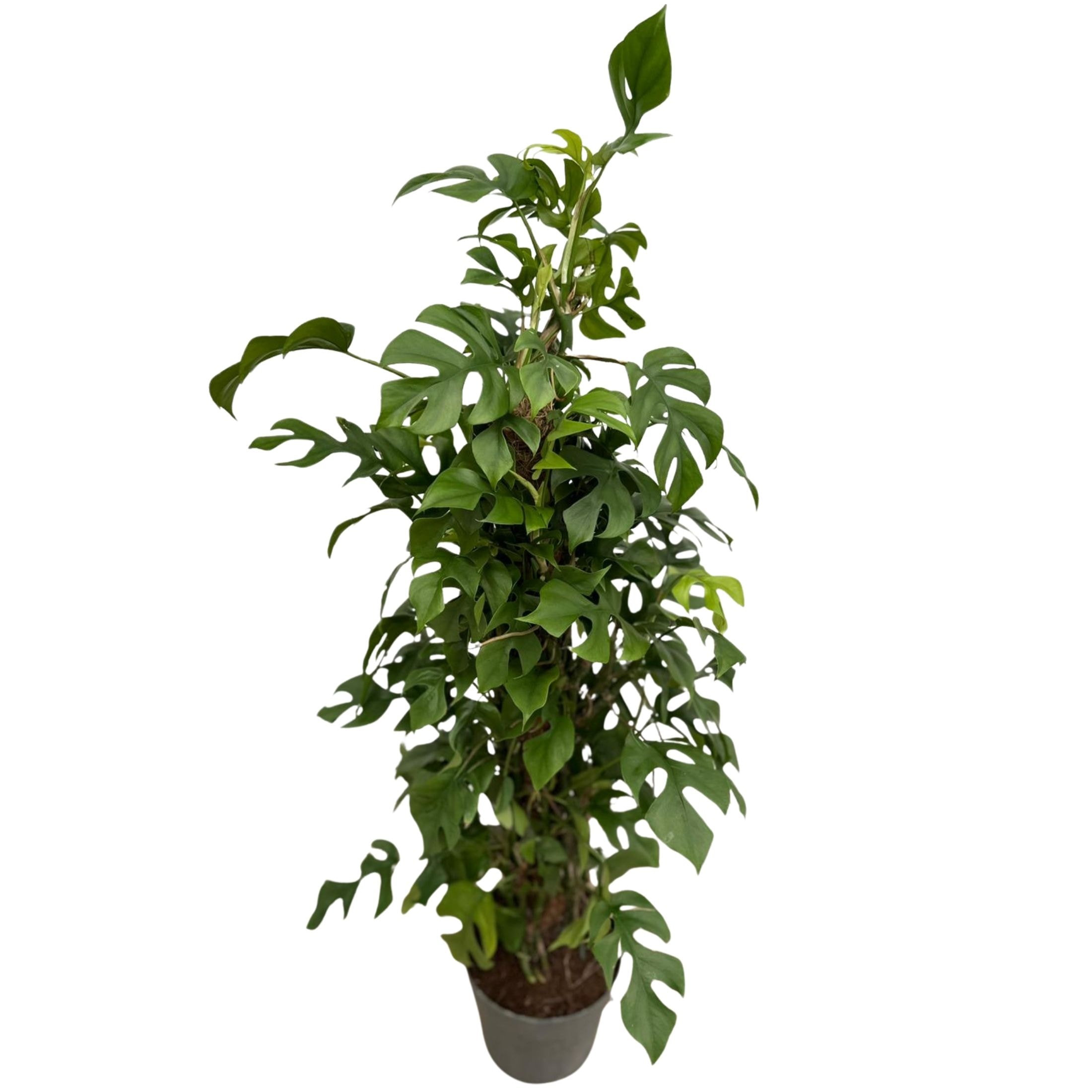 Yosun Sopalı Monstera Minima 