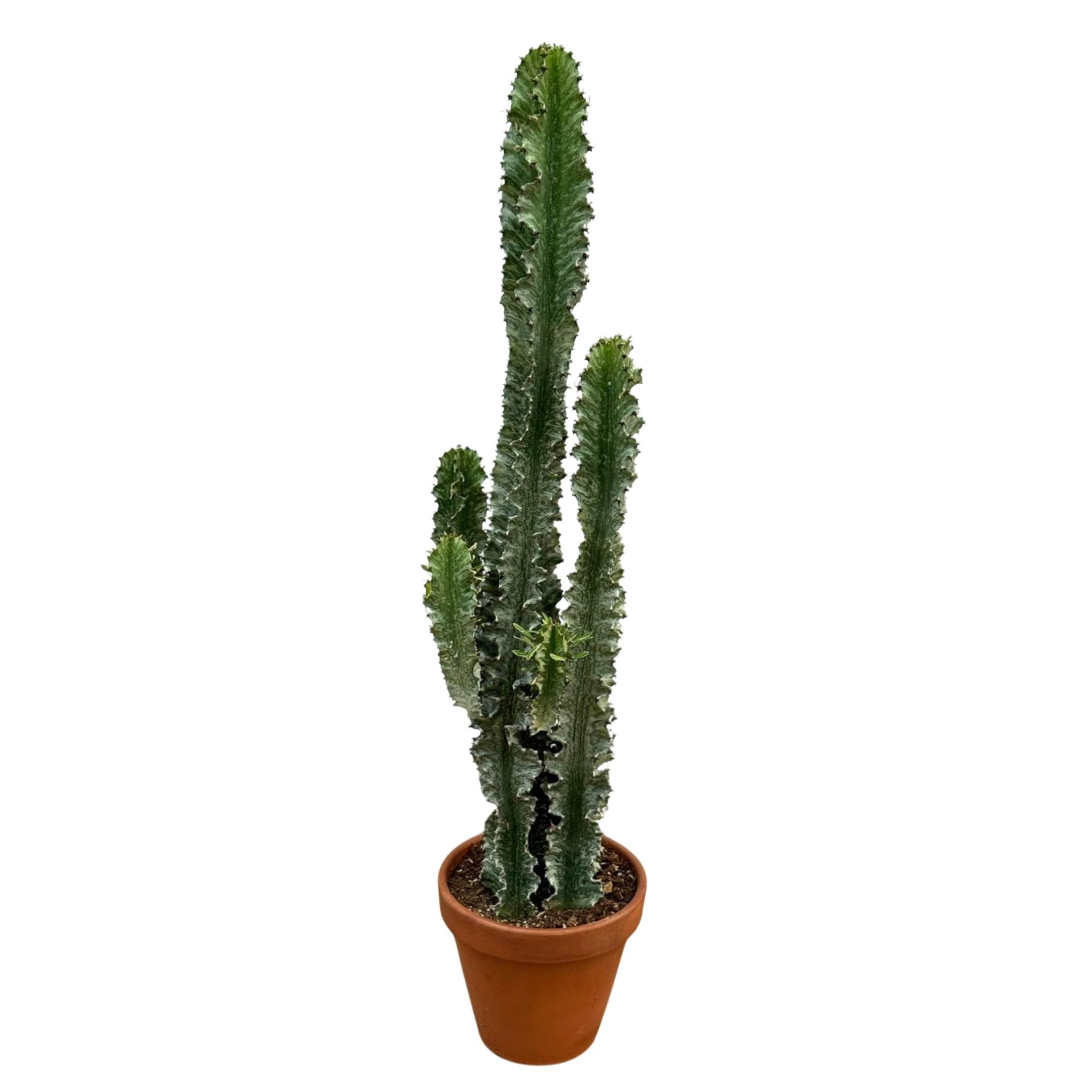 Büyük Alacalı Kovboy Kaktüs Toprak Saksılı (Süt Ağacı - Euphorbia Ingens Alacalı)