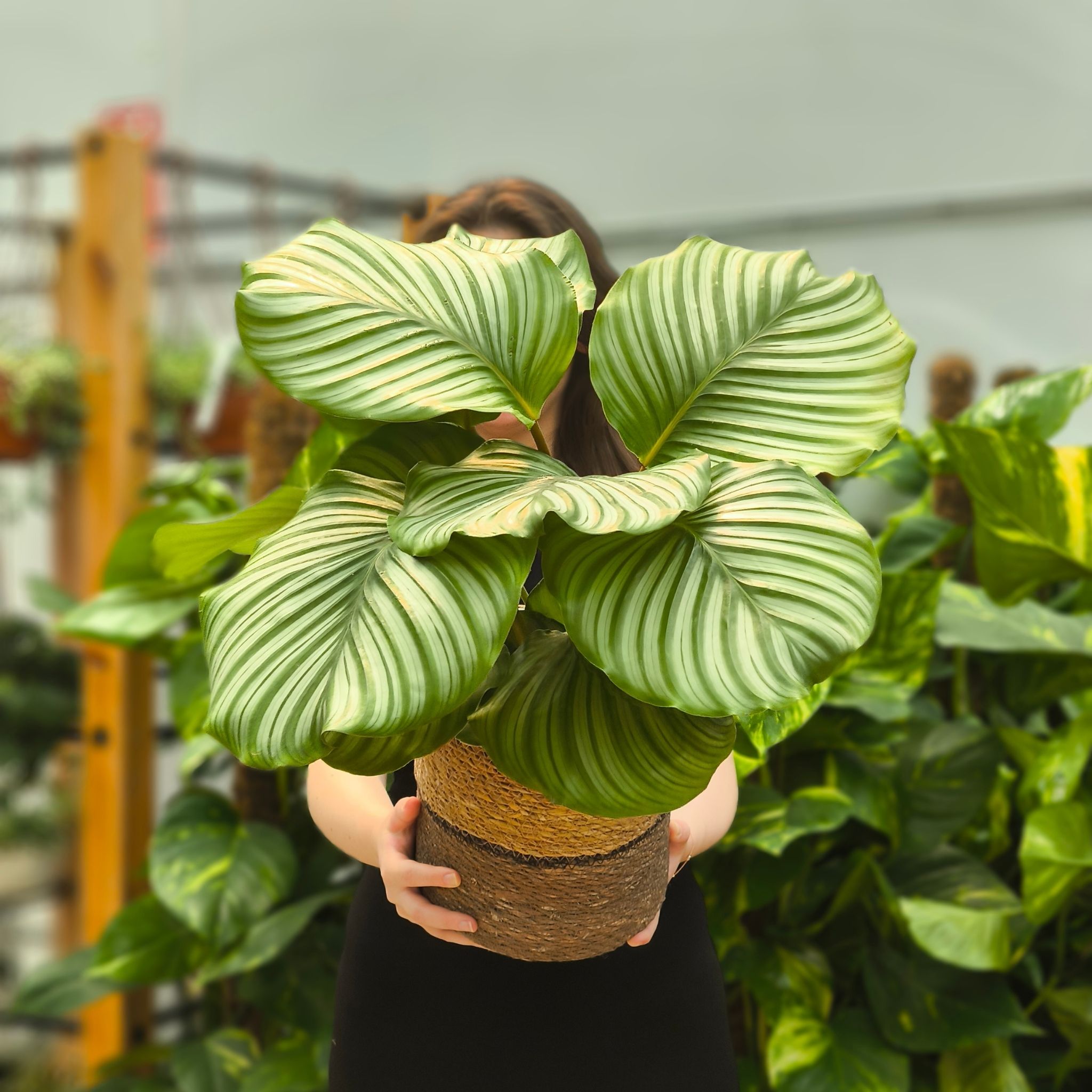 Dua Çiçeği XL (Kalatya Orbifolia - Calathea Orbifolia)