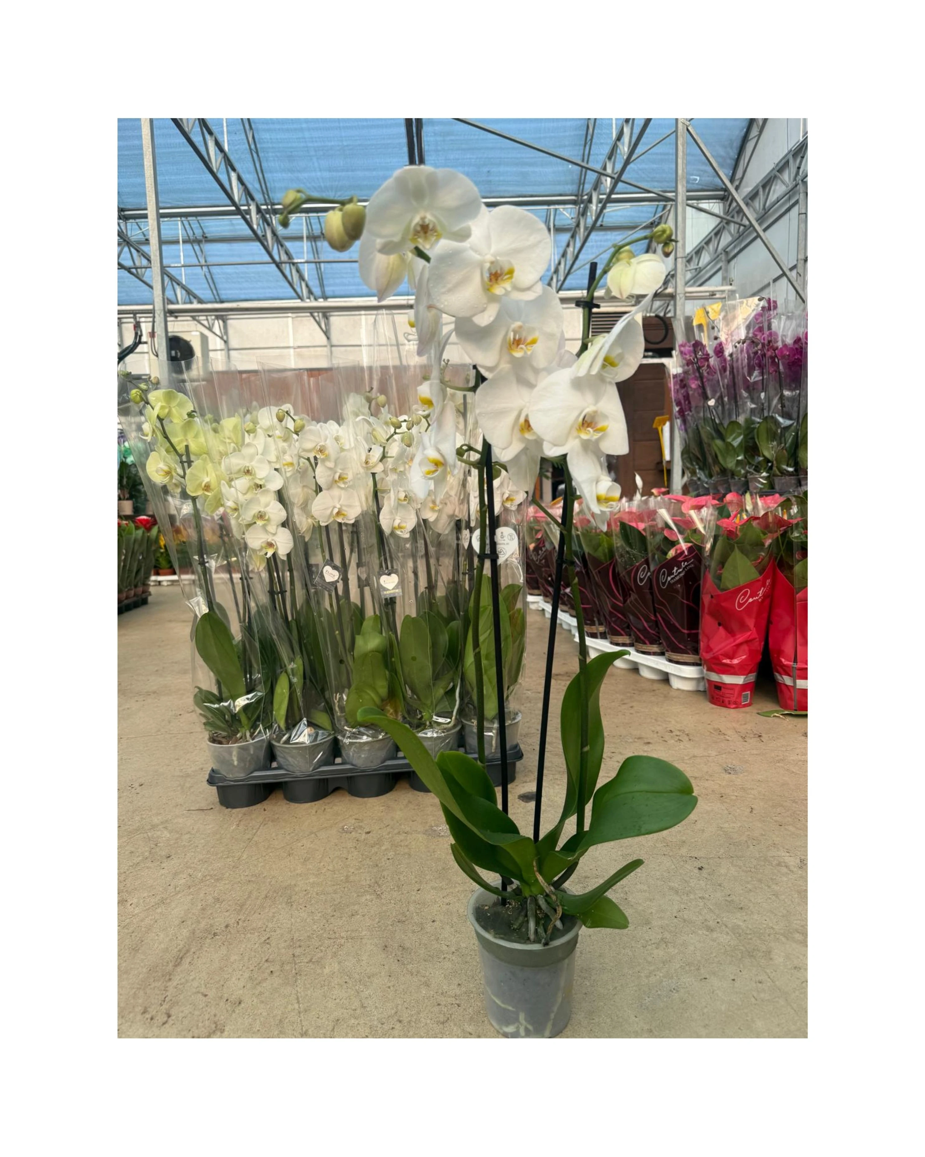 6'lı Paket Premium Beyaz Orkide Seti (2 Dallı Phalaenopsis)