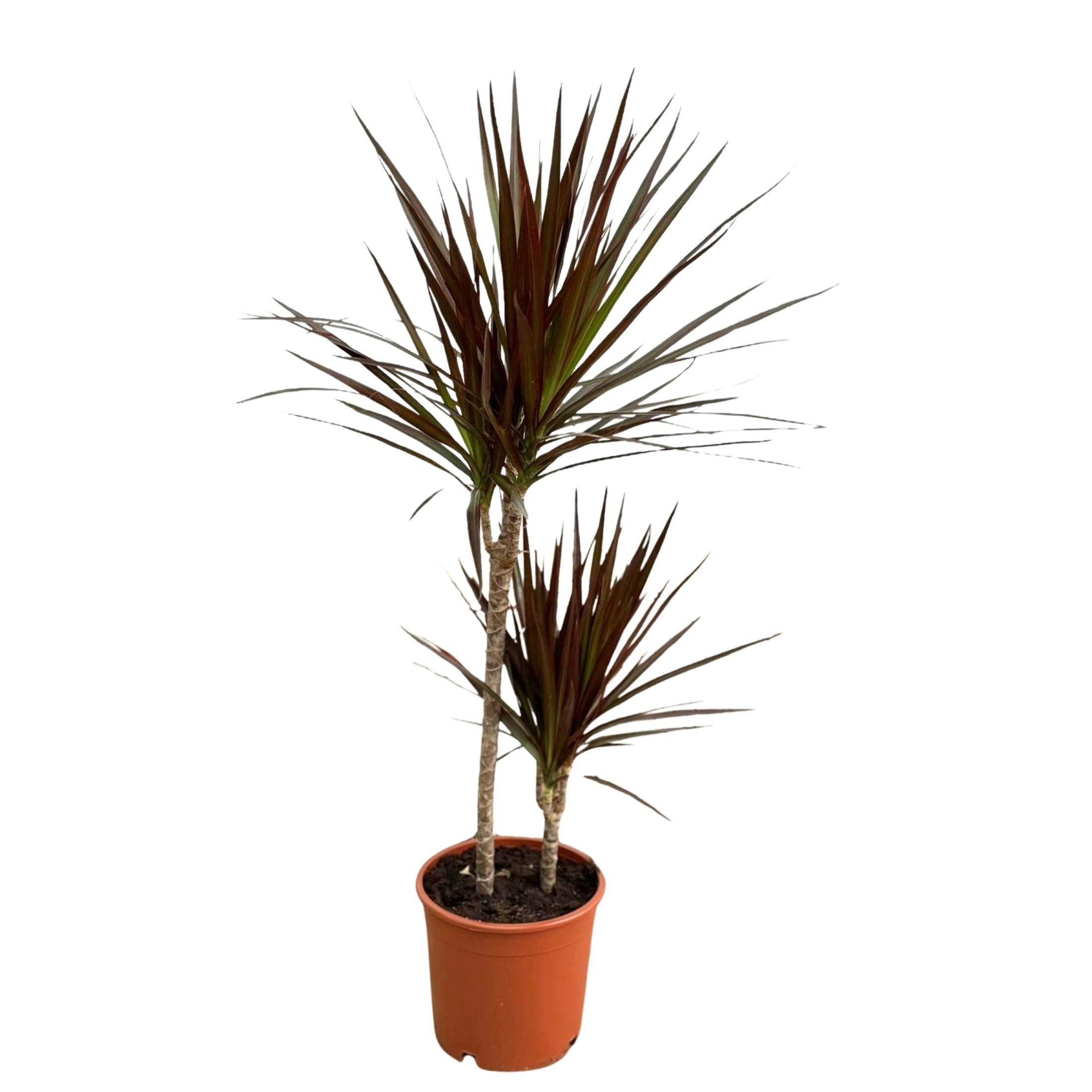 2 Gövdeli Büyük Madagaskar Dragon Ağacı Kızıl (Draçena - Dracena Marginata Macenta)