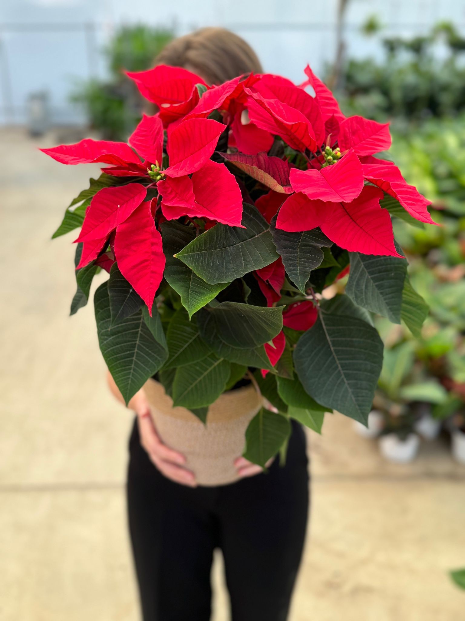 Atatürk Çiçeği-Ponsetya (Poinsettia)