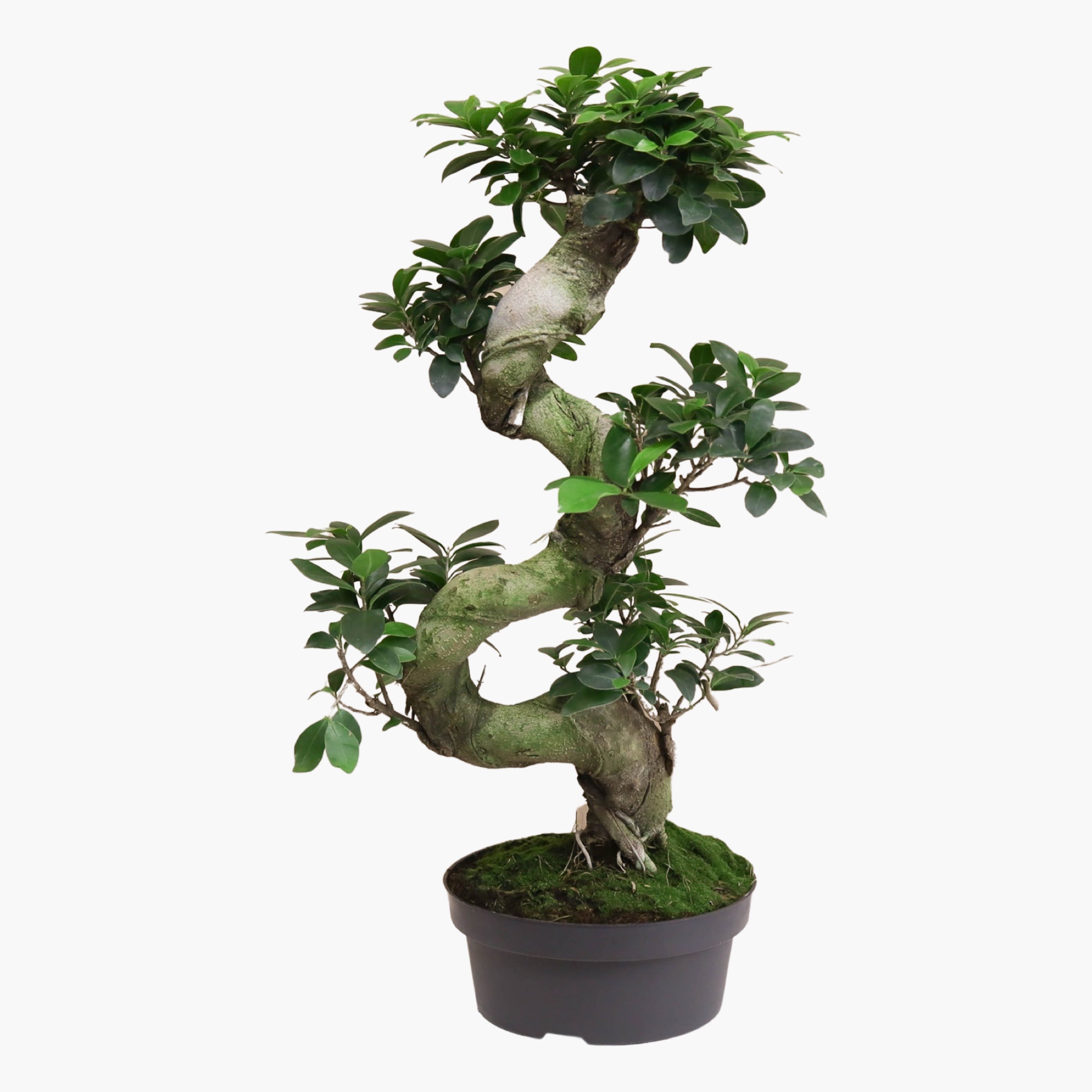 S Form Bonsai Ağacı (Ficus Microcarpa Ginseng)