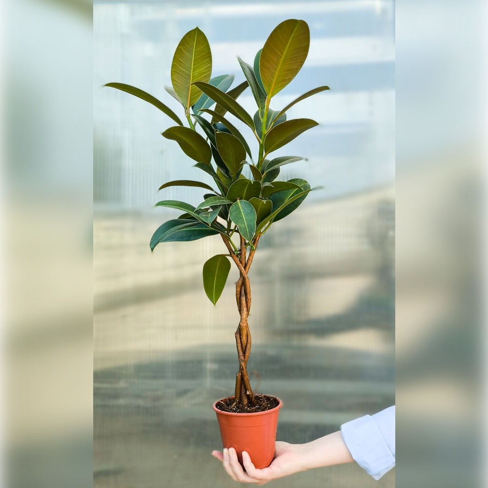 Örgülü Kauçuk Çiçeği (Ficus Elastica Melany)