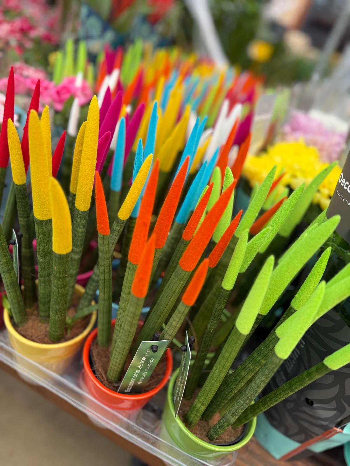 Seramik Saksl Renkli Paa Klc iei (Sansevieria Cylindrica)