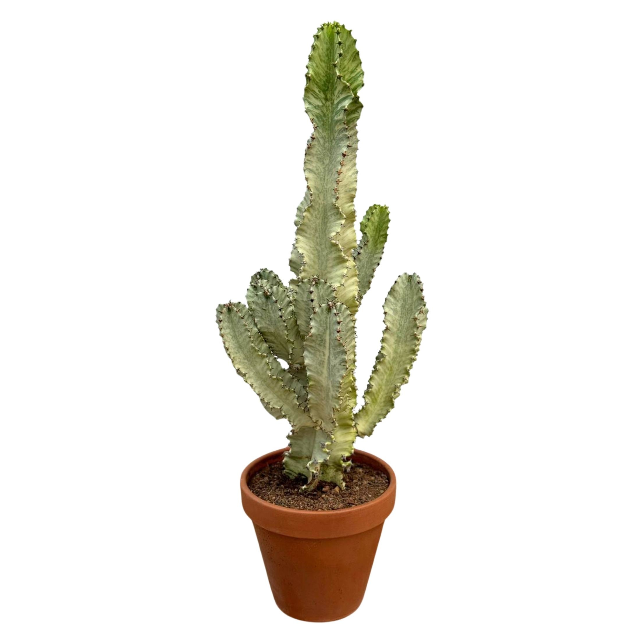 Büyük Kovboy Kaktüs Toprak Saksılı (Süt Ağacı - Euphorbia Ingens Variegata)