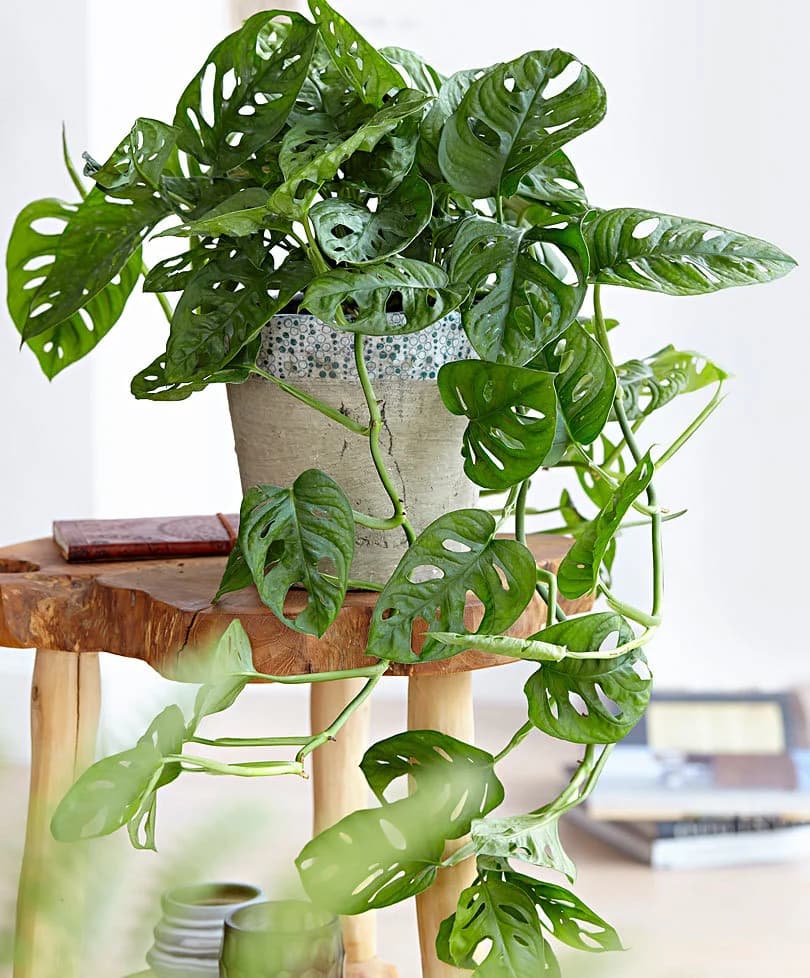 Deve Taban iei - Monstera eitleri, Fiyatlar | Bitkim