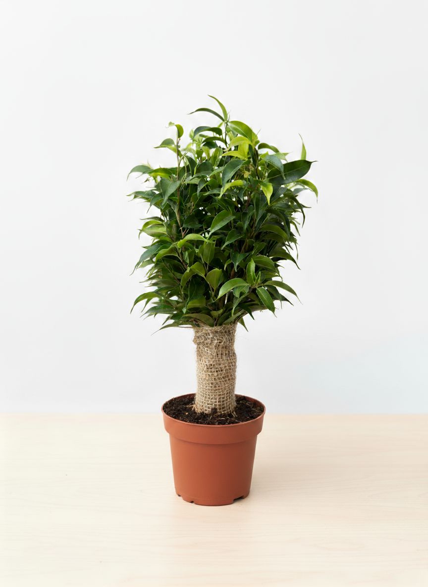Ağlayan İncir Ağacı (Ficus Natasja)