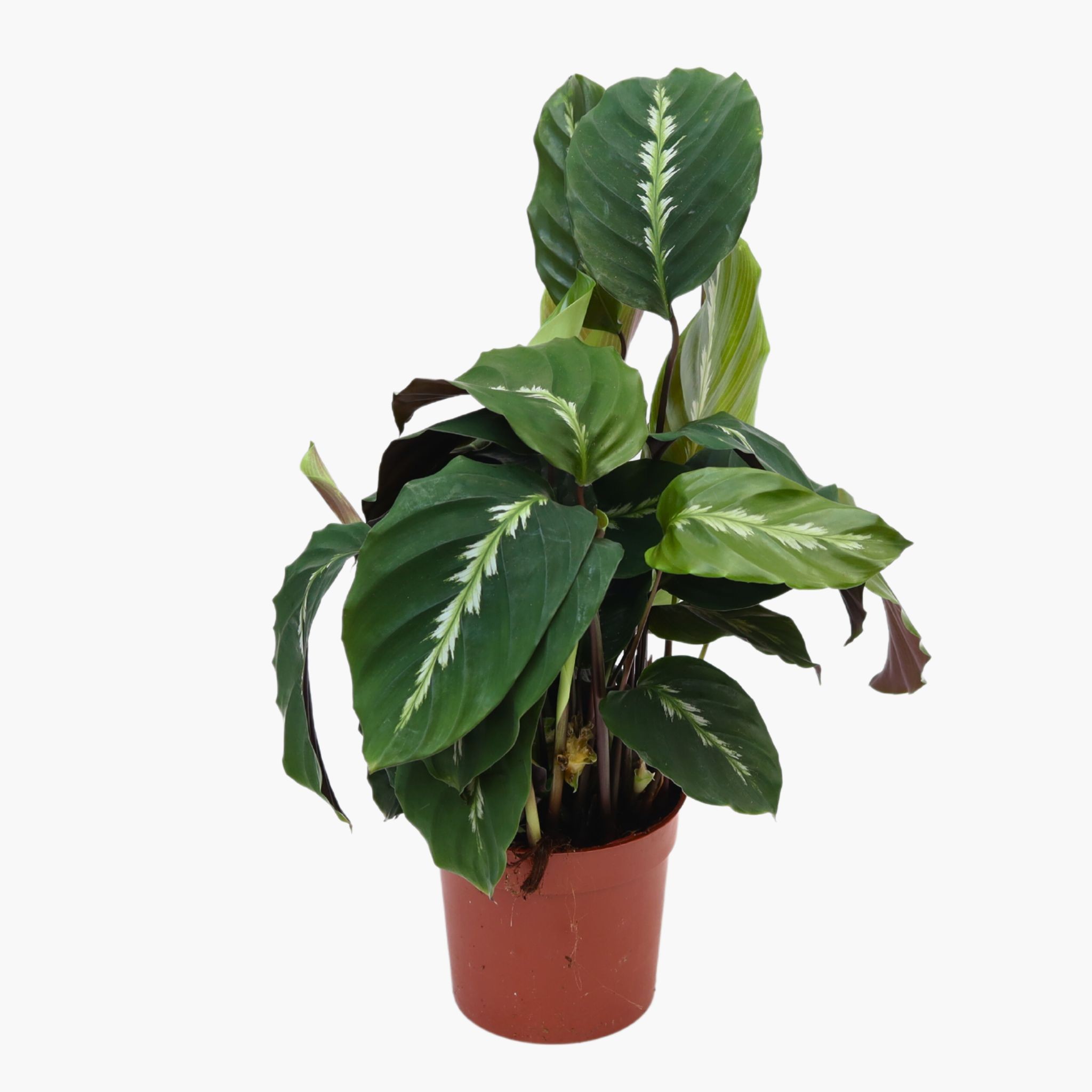 Dua Çiçeği (Kalatya Maui Queen - Calathea Maui Queen)