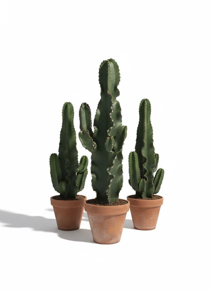 Büyük Kovboy Kaktüs Toprak Saksılı (Süt Ağacı - Euphorbia Ingens)