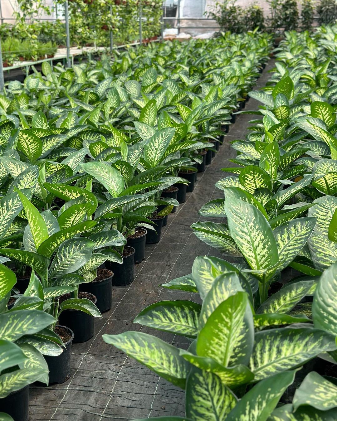 Difenbahya Large (Ağlayan Çiçek - Dieffenbachia Tropik Snow)