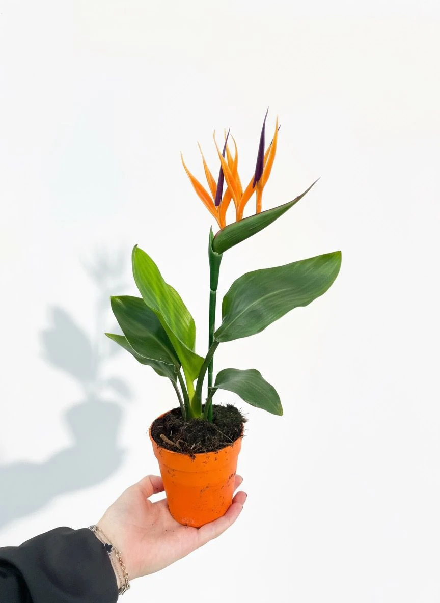 Starliçe (Yapay Çiçekli Cennet Kuşu Çiçeği - Strelitzia Regina)