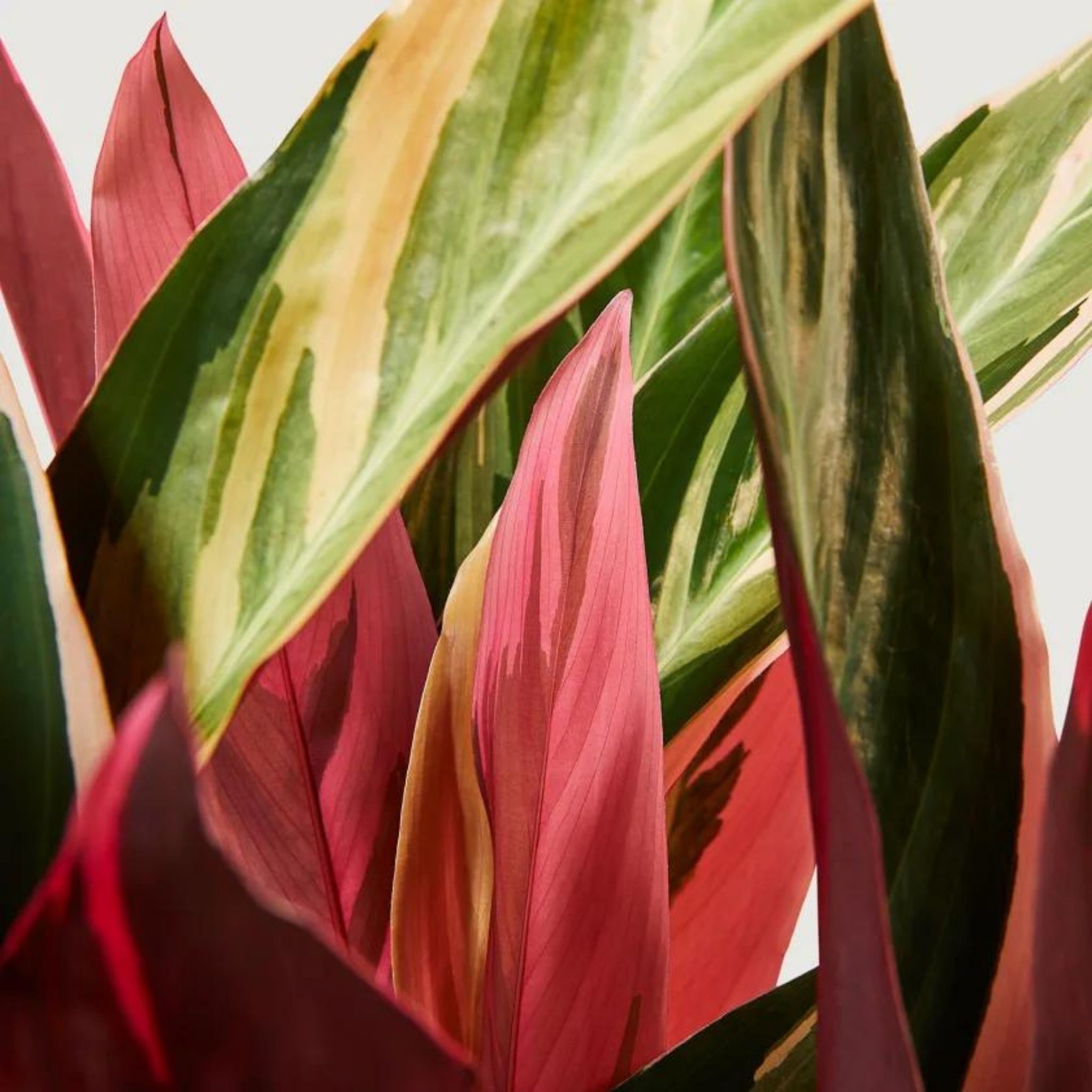 Dua Çiçeği (Kalatya Triostar - Calathea Triostar)