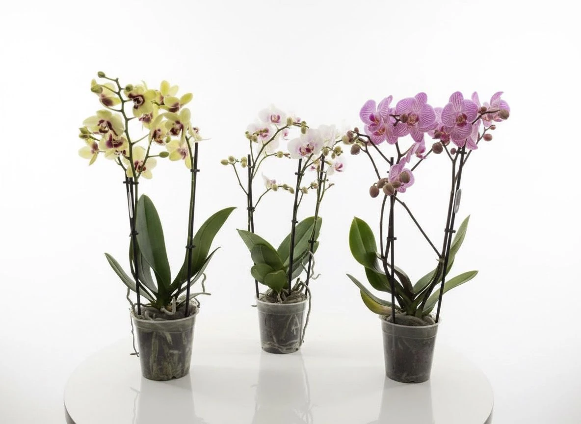 Alacalı Multi Orkide Çiçeği (Çok Dallı Phalaenopsis)
