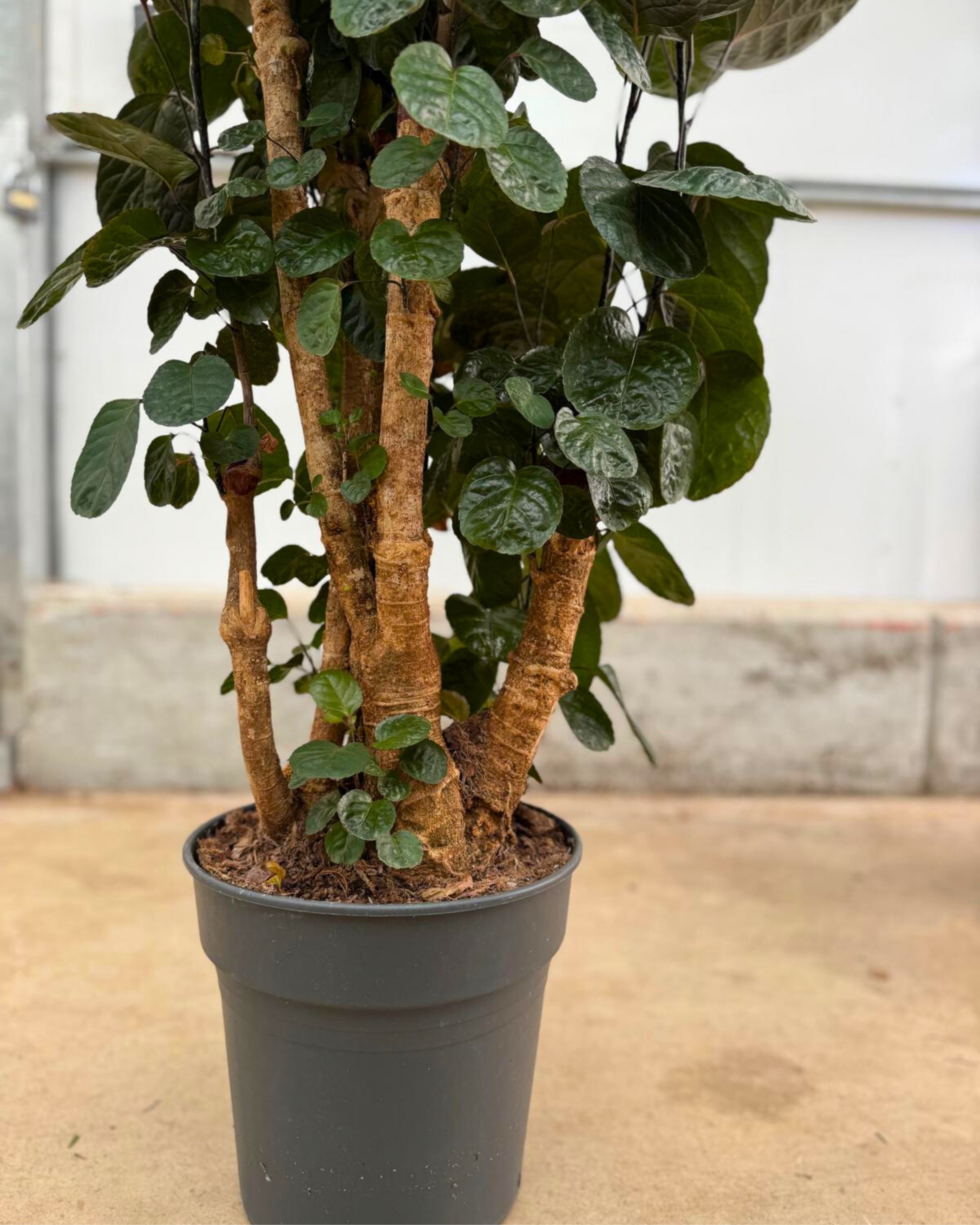 Polyscias Fabian 