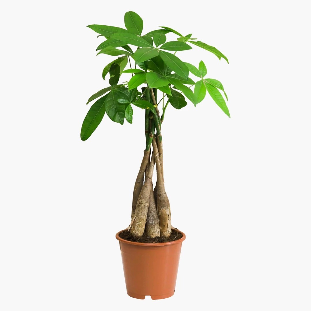 MASA BOY BİTKİ SETİ-Bitki Besini Hediyeli ( Pachira 50cm / Pilea / Monstera 50-60cm / Bitki Besini )