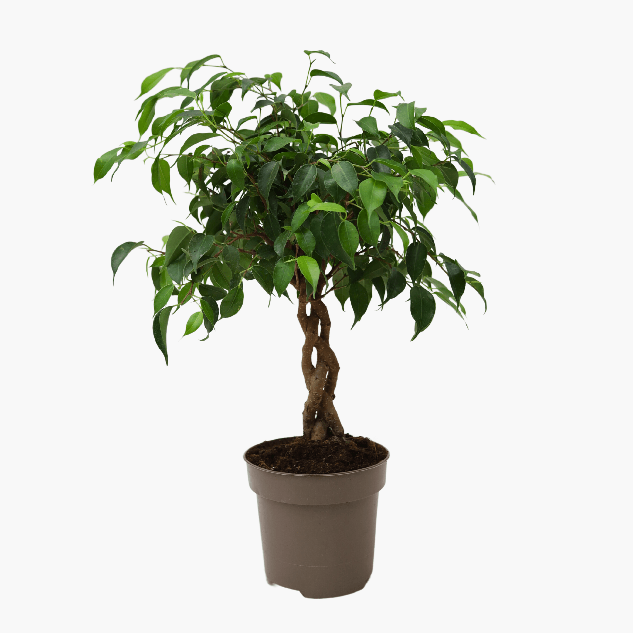 Ağlayan İncir Ağacı (Ficus Tarana)