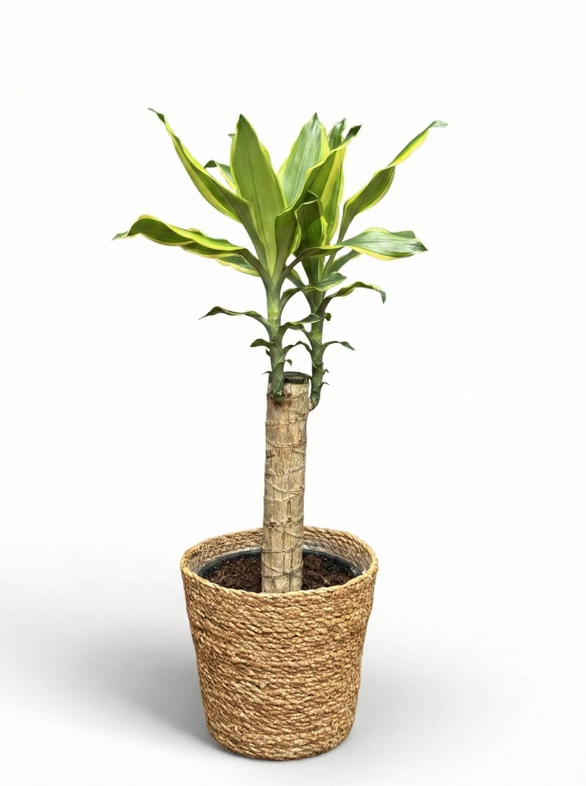 ikea drachenbaum Drachenbaum