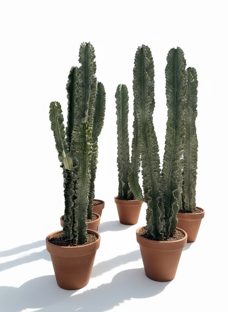 Büyük Alacalı Kovboy Kaktüs (Süt Ağacı - Euphorbia Ingens Alacalı)