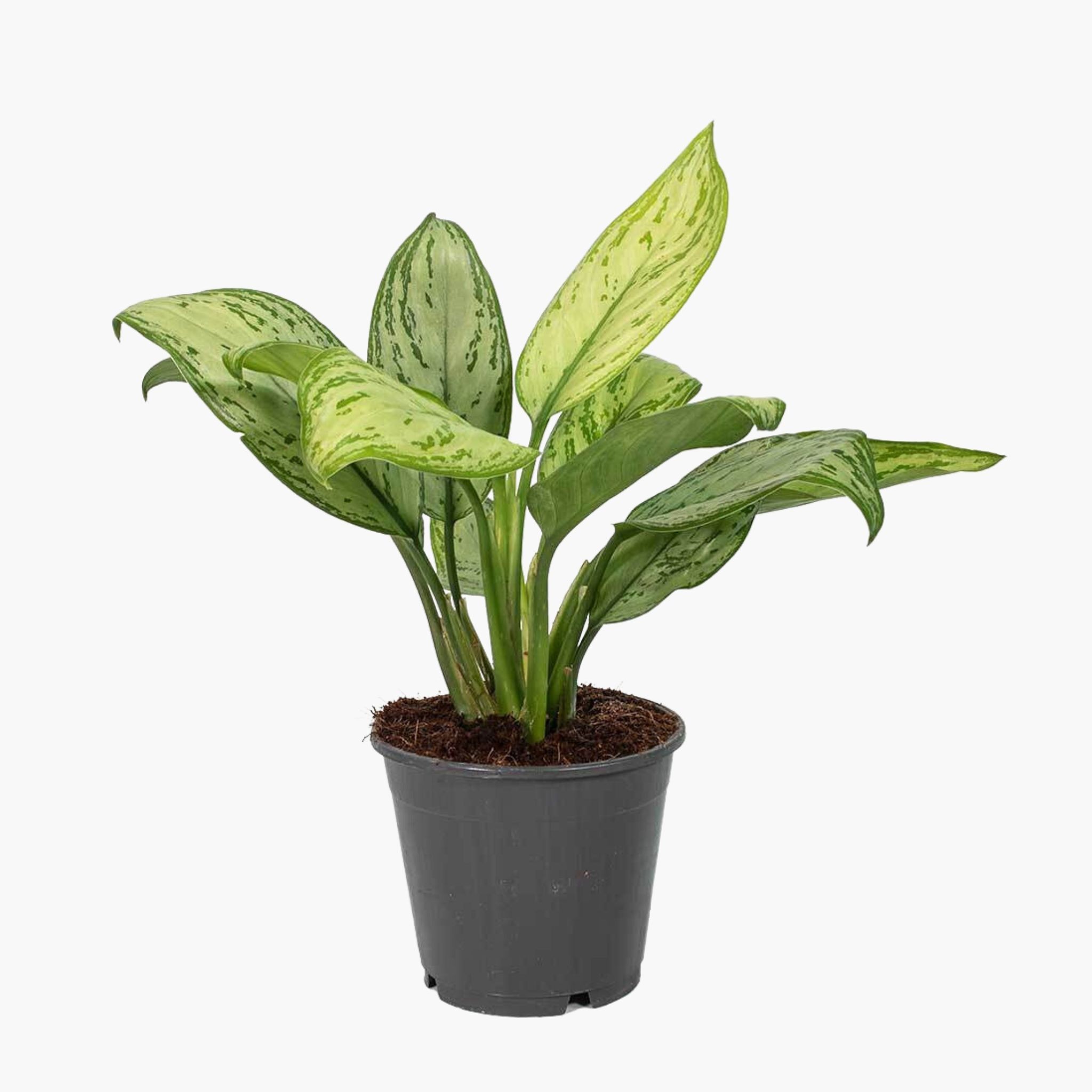 Çin Herdemyeşili (Aglaonema Christina)