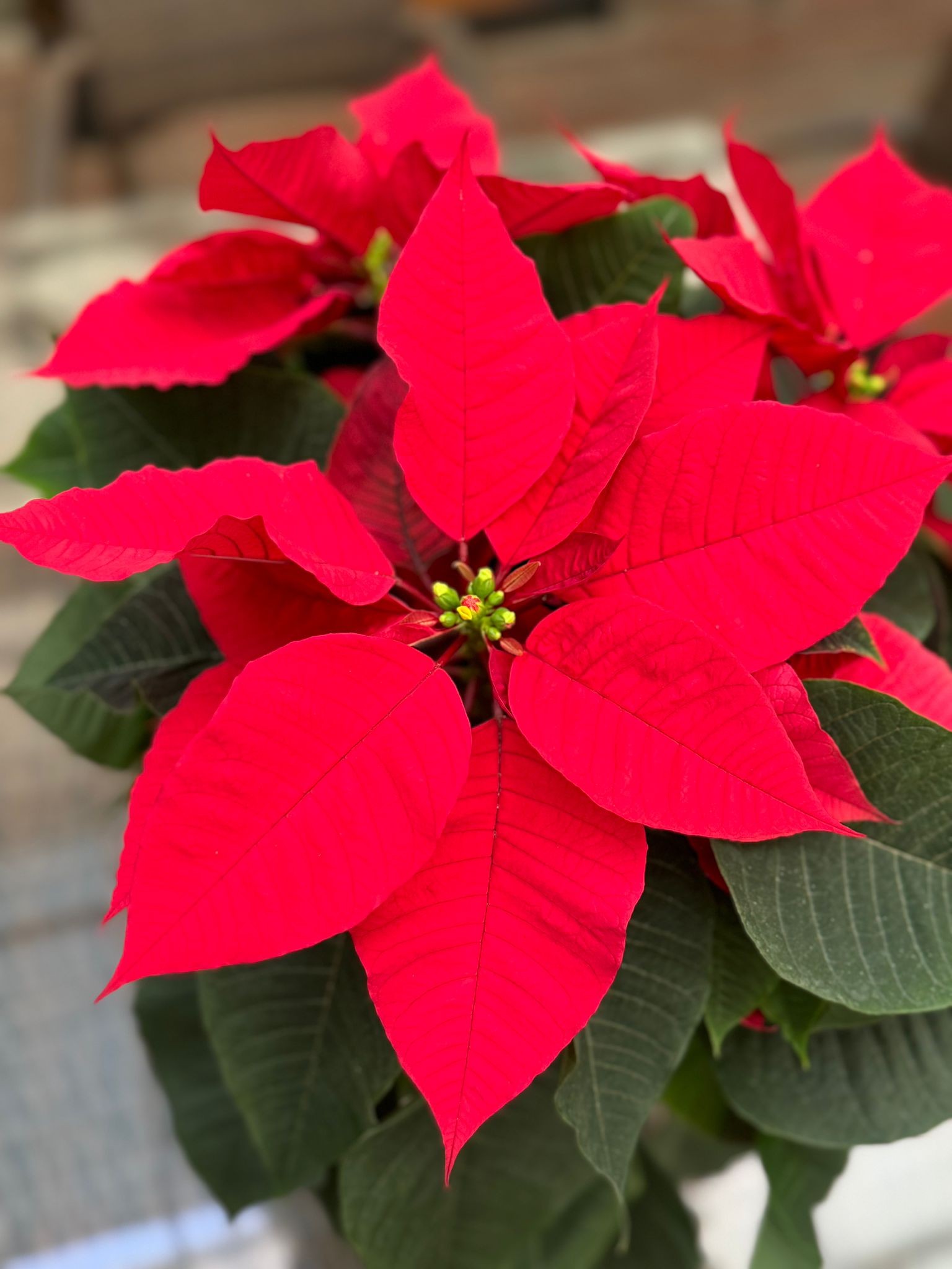Atatürk Çiçeği-Ponsetya (Poinsettia)