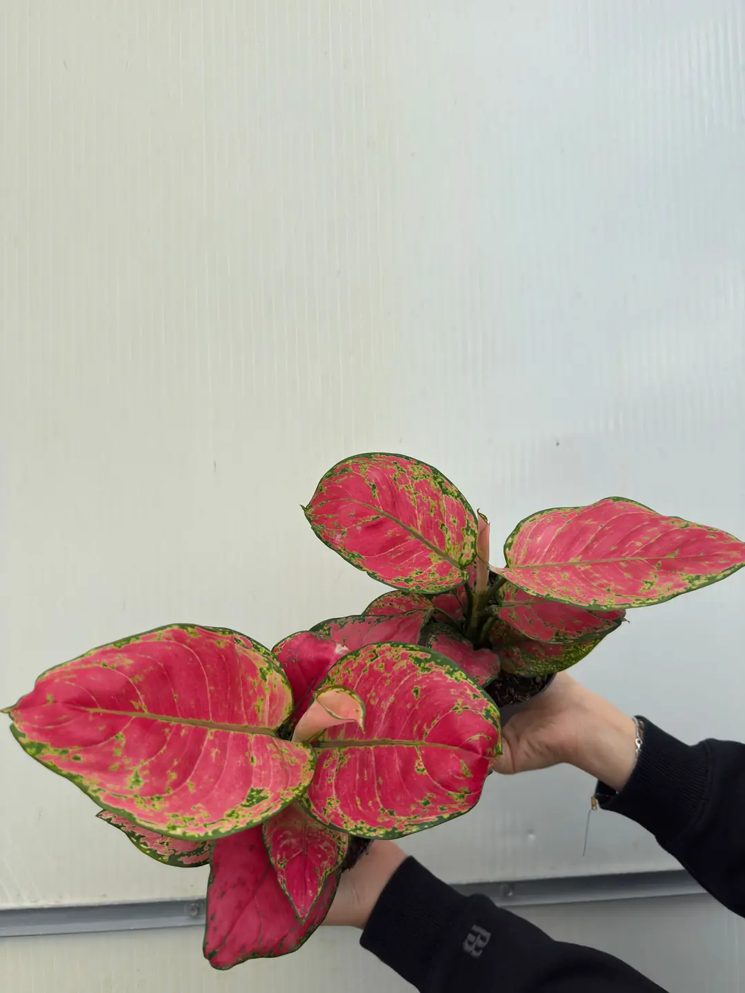 Çin Herdemyeşili (Aglaonema Red Joy)| Bitkim.com