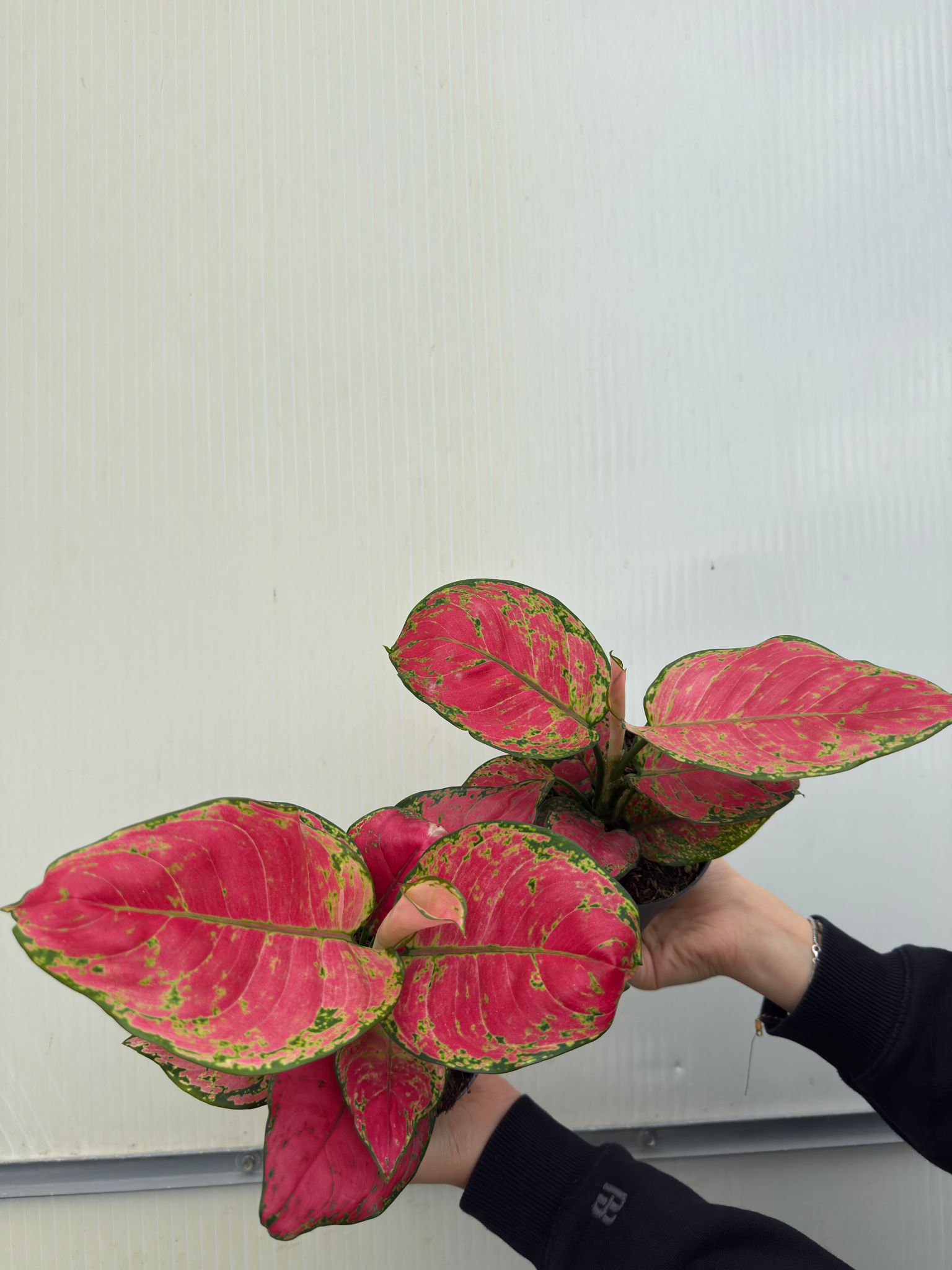 Çin Herdemyeşili (Aglaonema Red Joy)