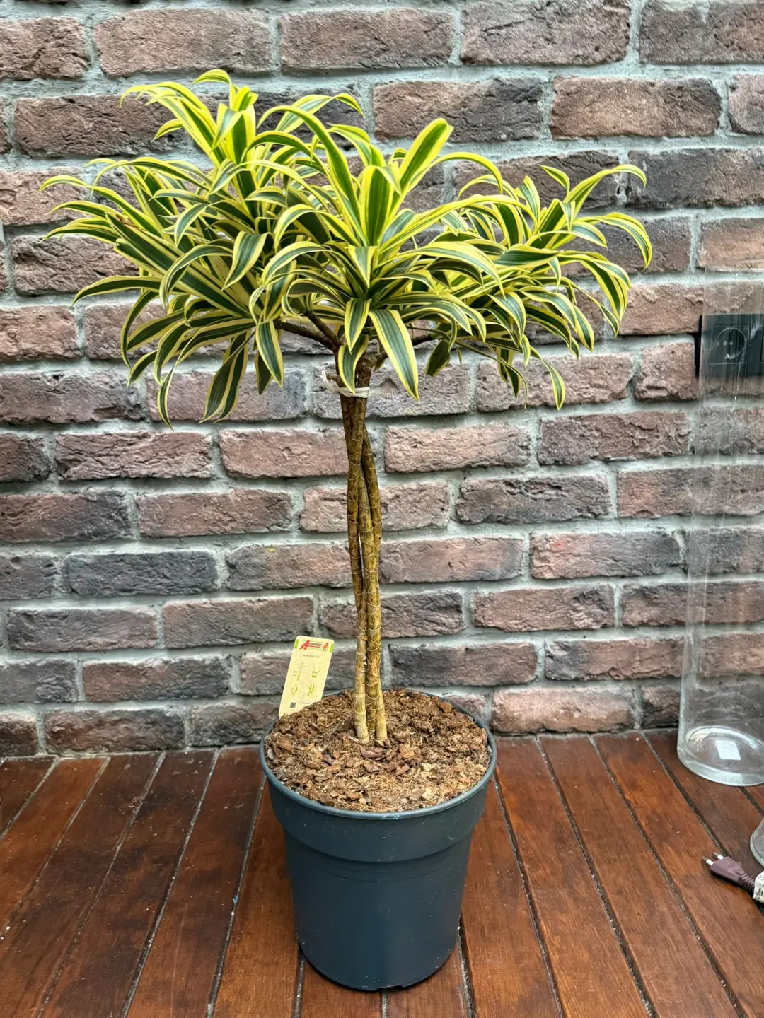 Dracaena Reflexa - (Song Of India) | Bitkim.com