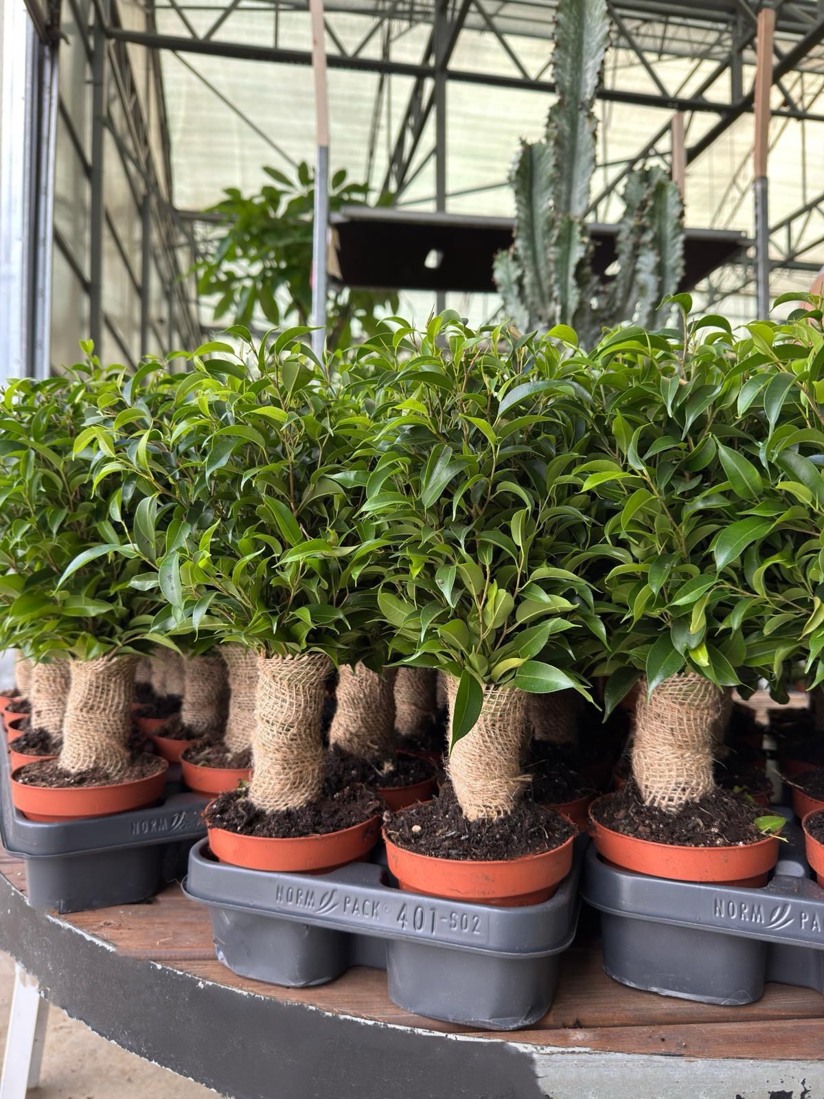 Ağlayan İncir Ağacı (Ficus Natasja)