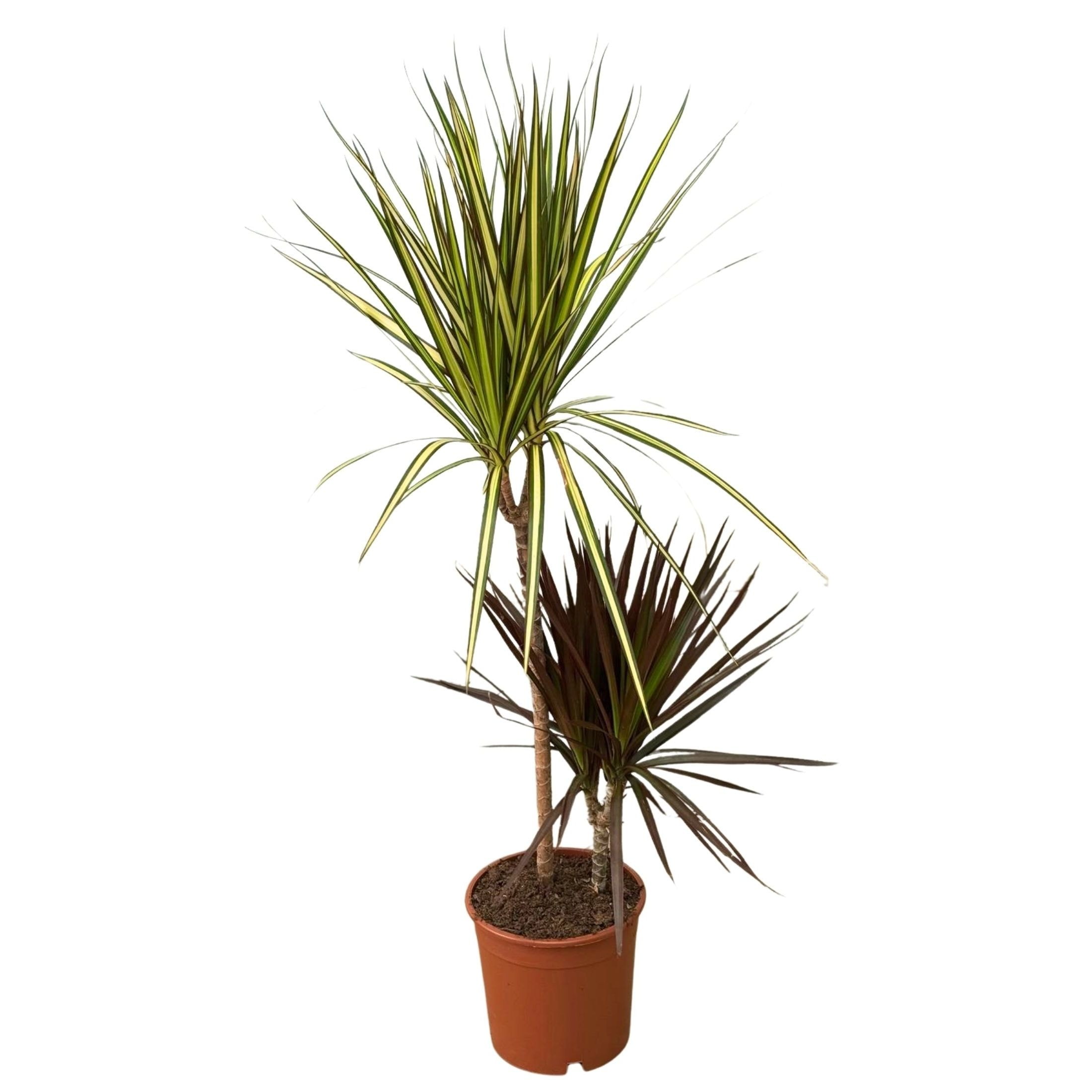 2 Gövdeli Büyük Madagaskar Dragon Ağacı Çift Renkli (Draçena - Dracena Marginata Tutti Frutti)