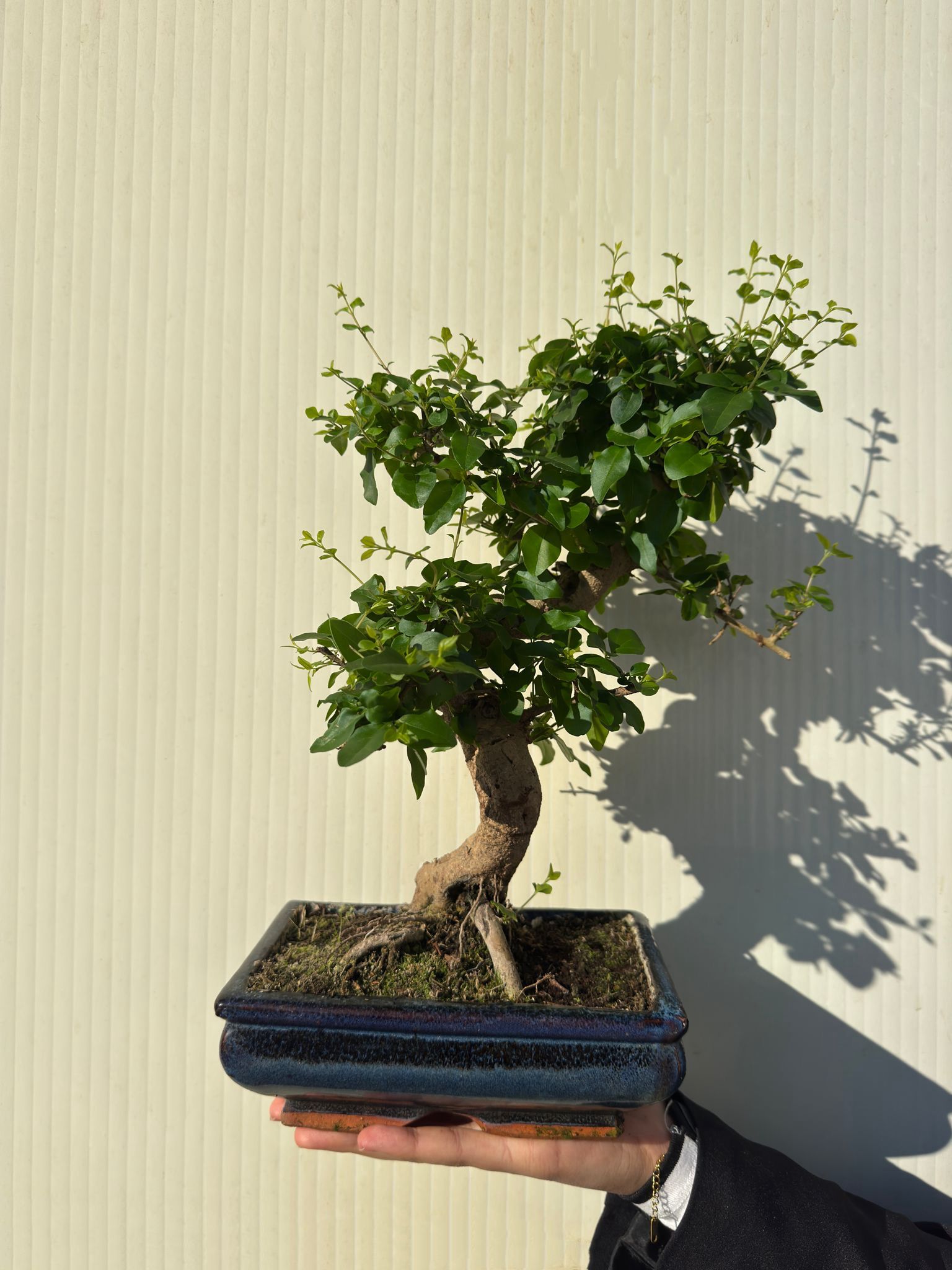 Dekoratif Saksılı Bonsai Ligustrum
