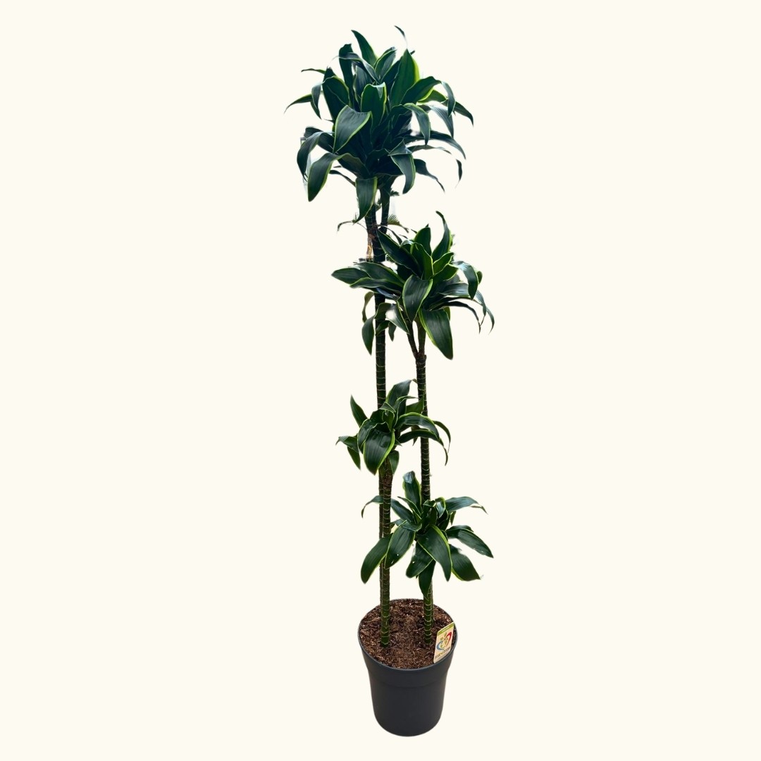4 Gövdeli Dracaena Dorado - XL (Dracena Fragrans Dorado)