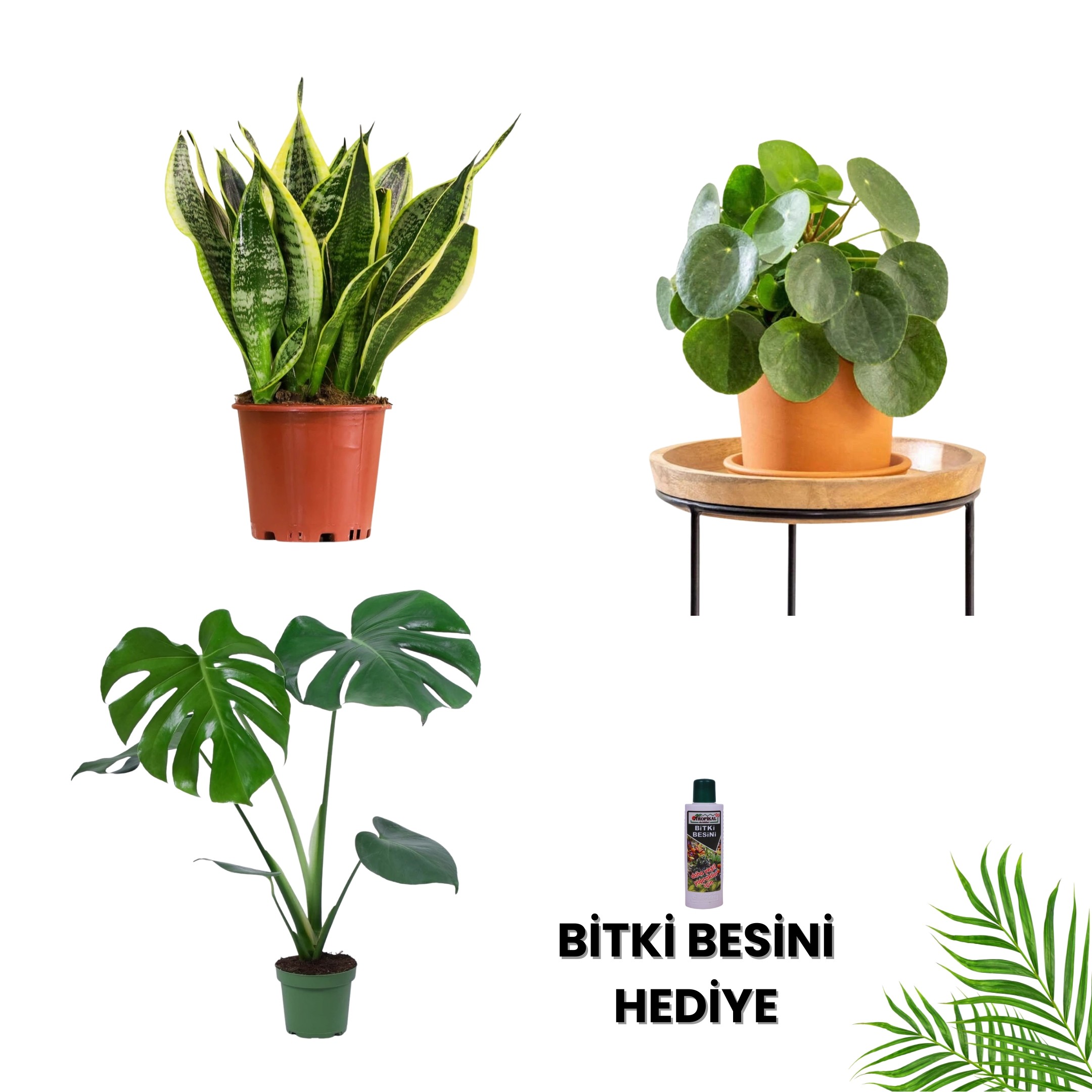 MASA BOY BİTKİ SETİ-Bitki Besini Hediyeli ( Paşa Kılıcı Çiçeği 40 cm / Pilea / Monstera 50-60 cm / Bitki Besini )