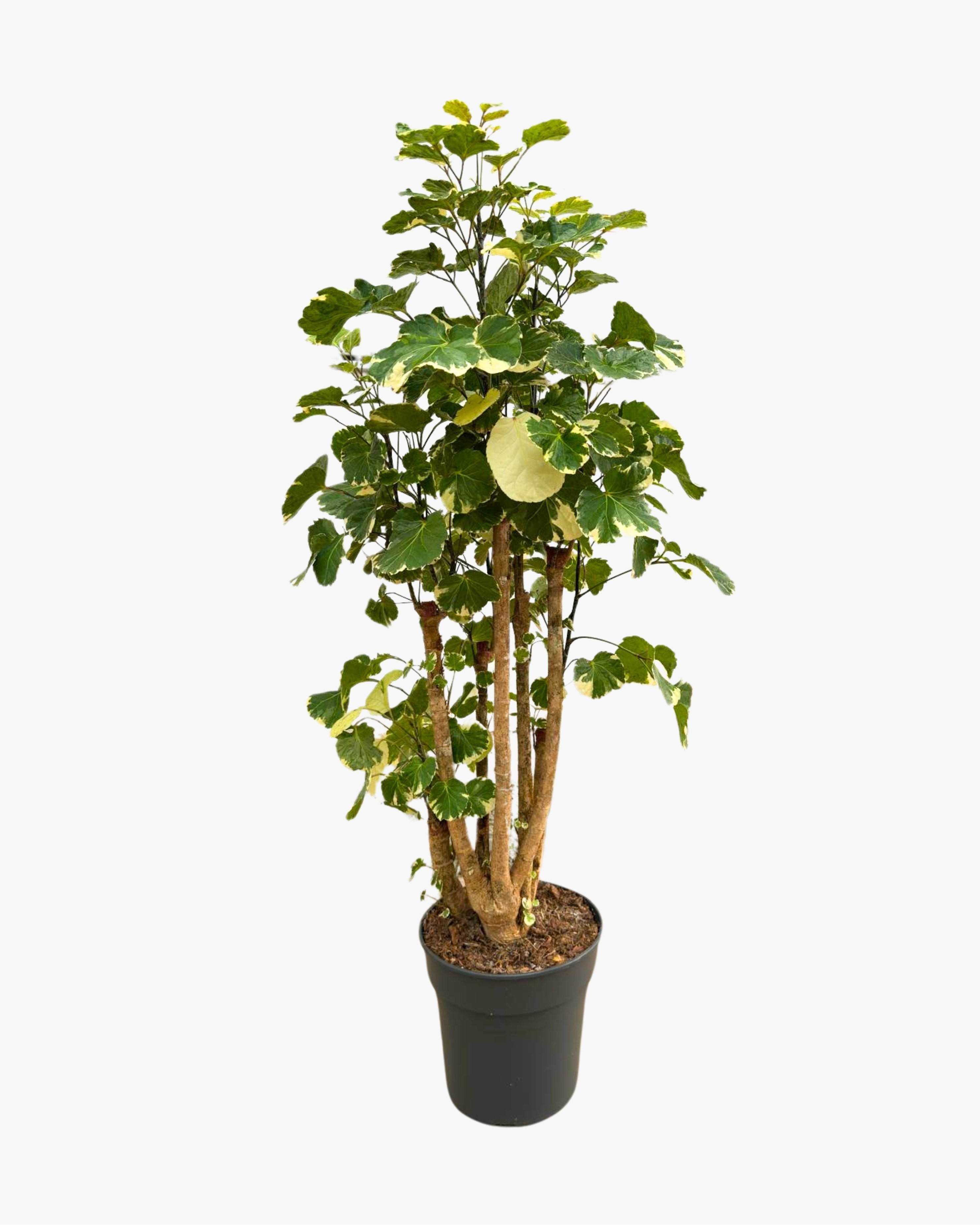 Polyscias Fabian Branch (Alacalı)
