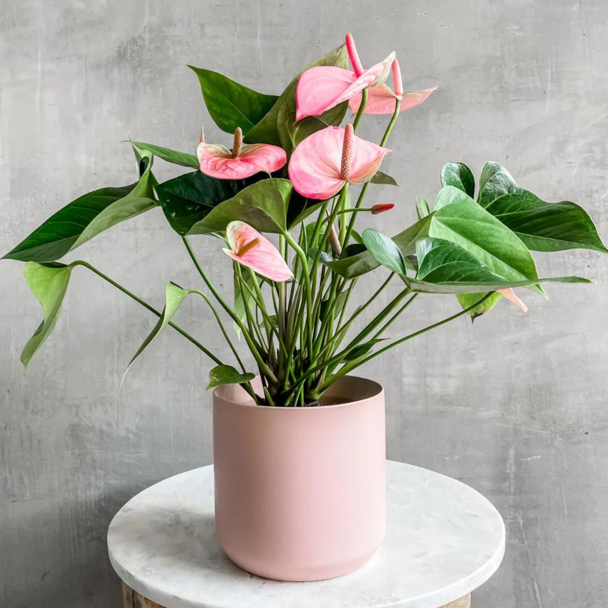 Pembe Antoryum - Medium (Flamingo Çiçeği)