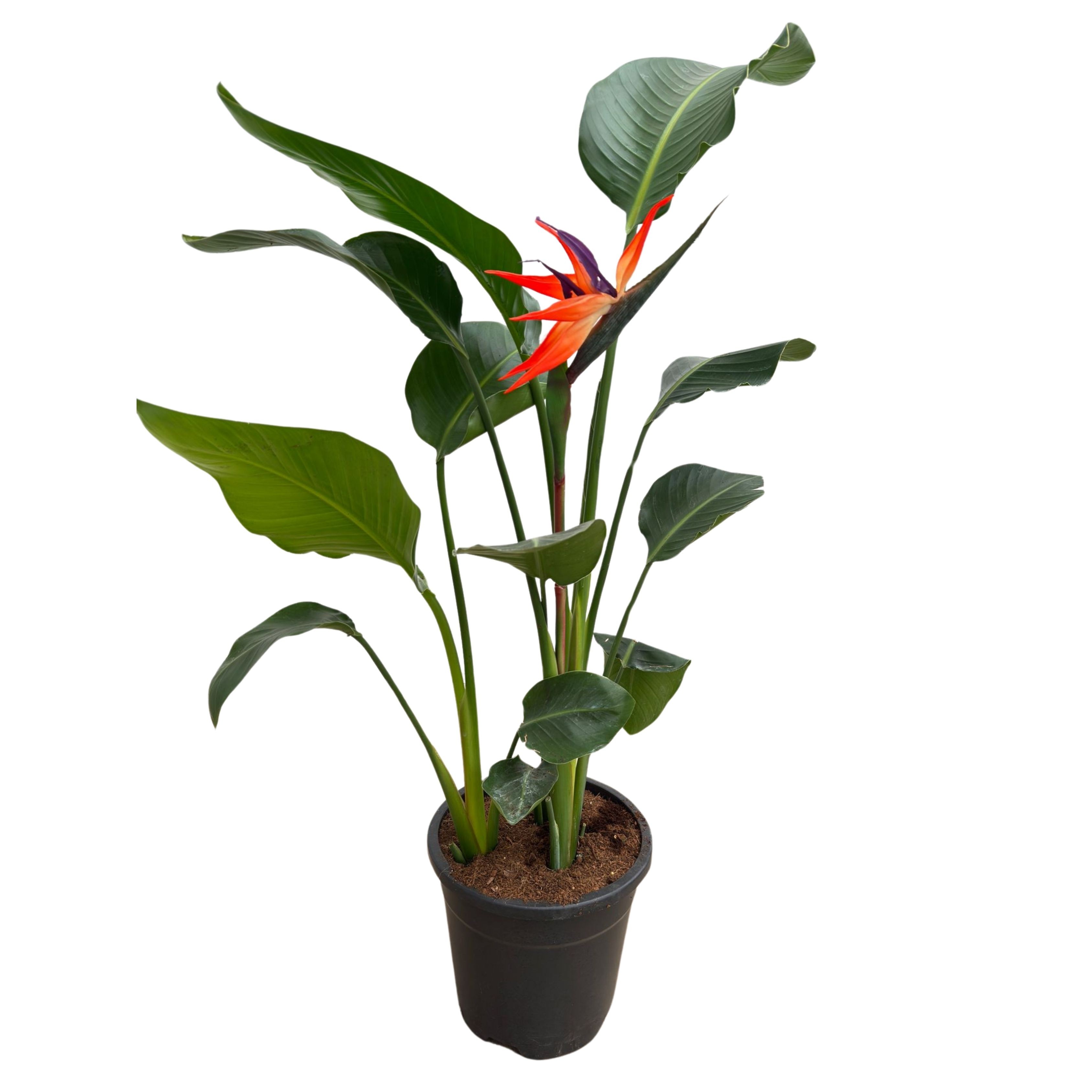 Yapay Cennet Kuşu Çiçeği (Bird Of Paradise)