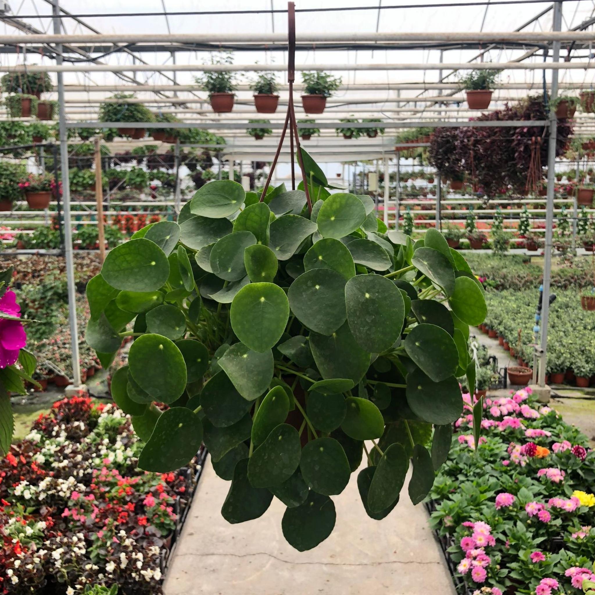 Dolgun Form Çin Para Bitkisi (Pilea Peperomioides)