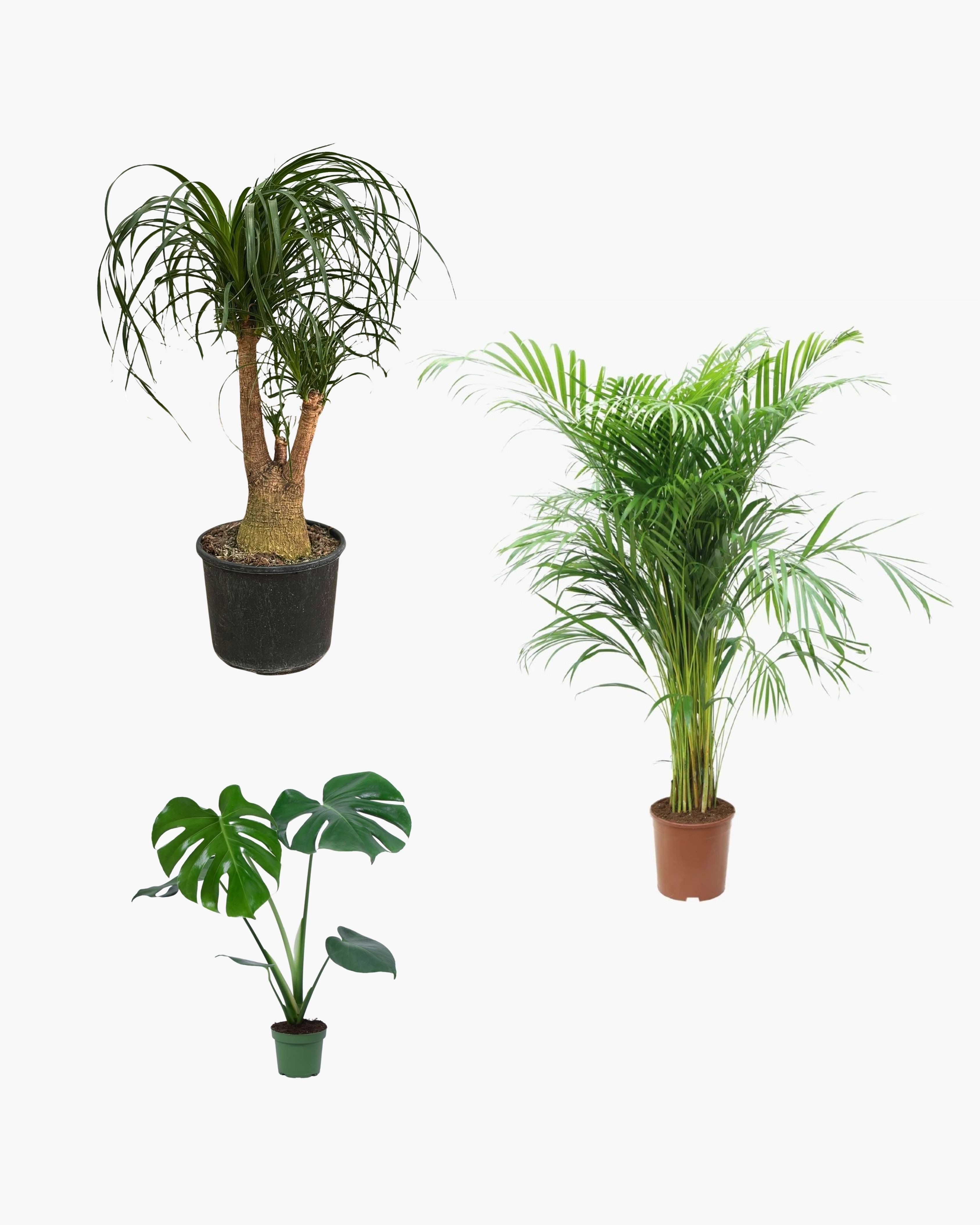 SALON BİTKİ SETİ ( Nolina Çok Köklü / Areka Salon Palmiyesi 120-140 cm / Monstera 50-60 cm )