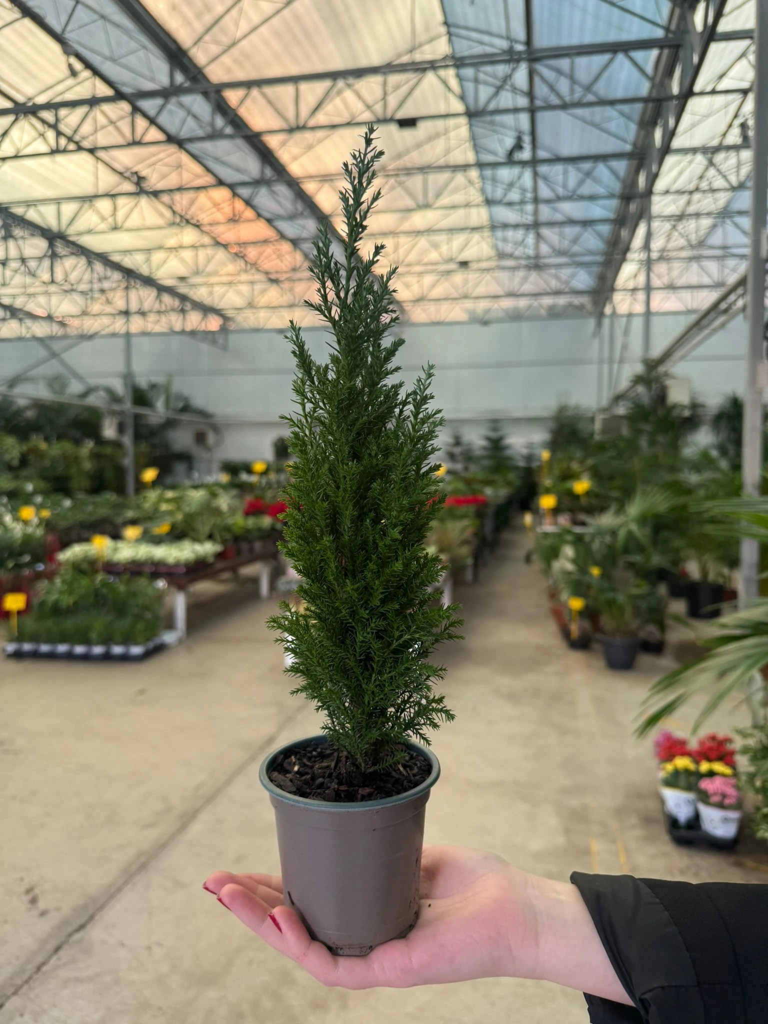 Mini Çam Ağacı -  Limon Servisi ( Cupressus macrocarpa )