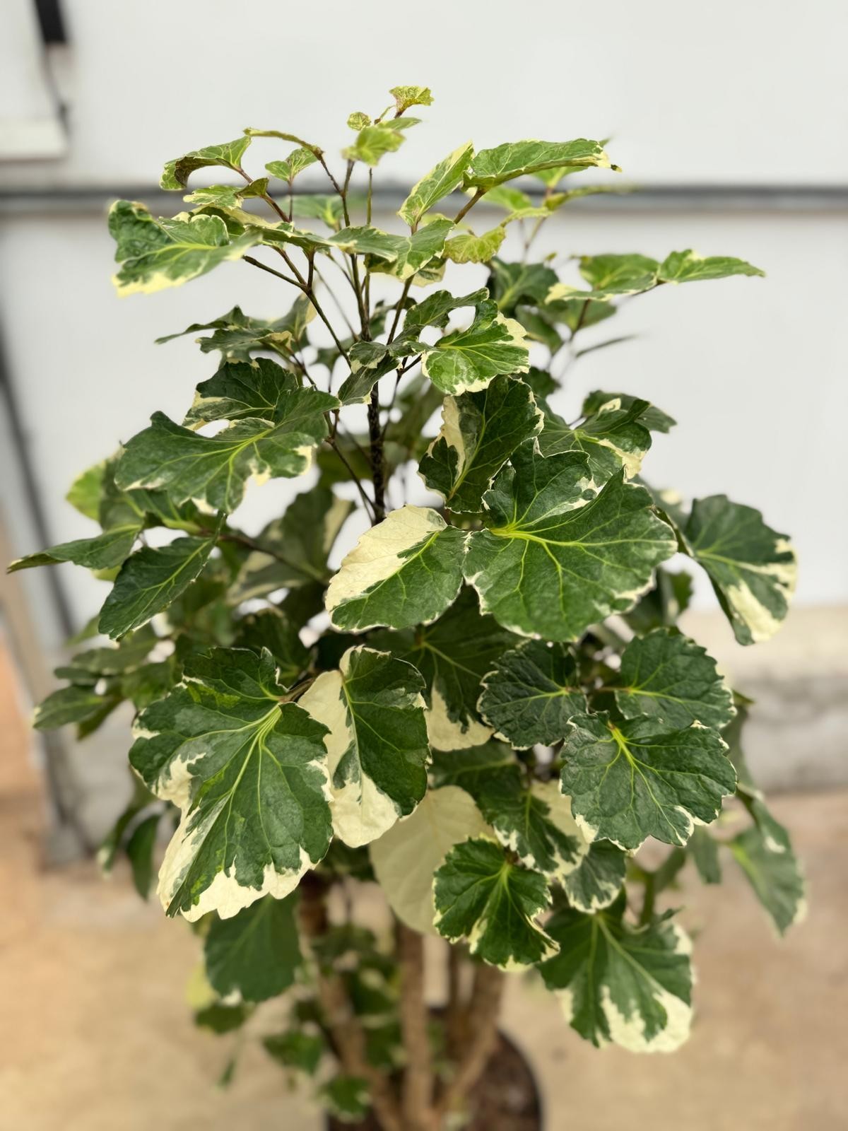 Polyscias Fabian Branch (Alacalı)