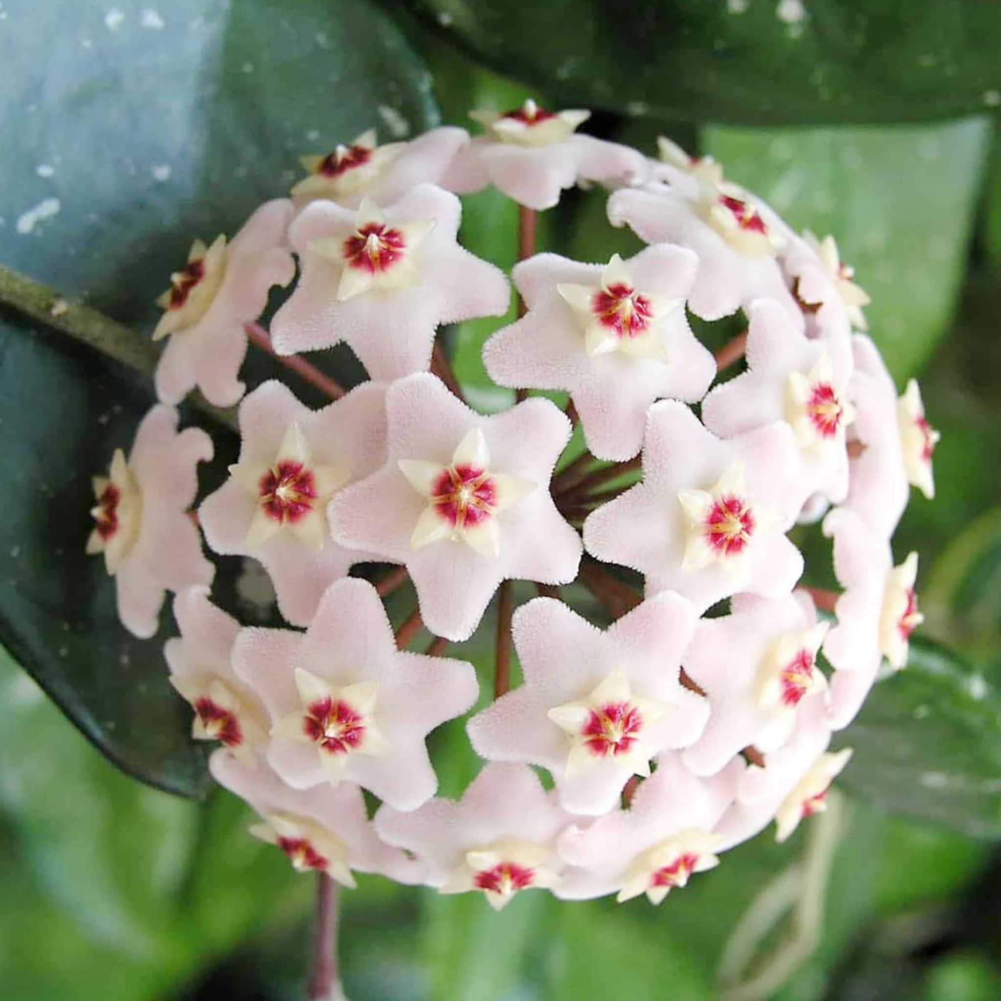 Askılı Hoya Mum Çiçeği (Hoya Veriagata)