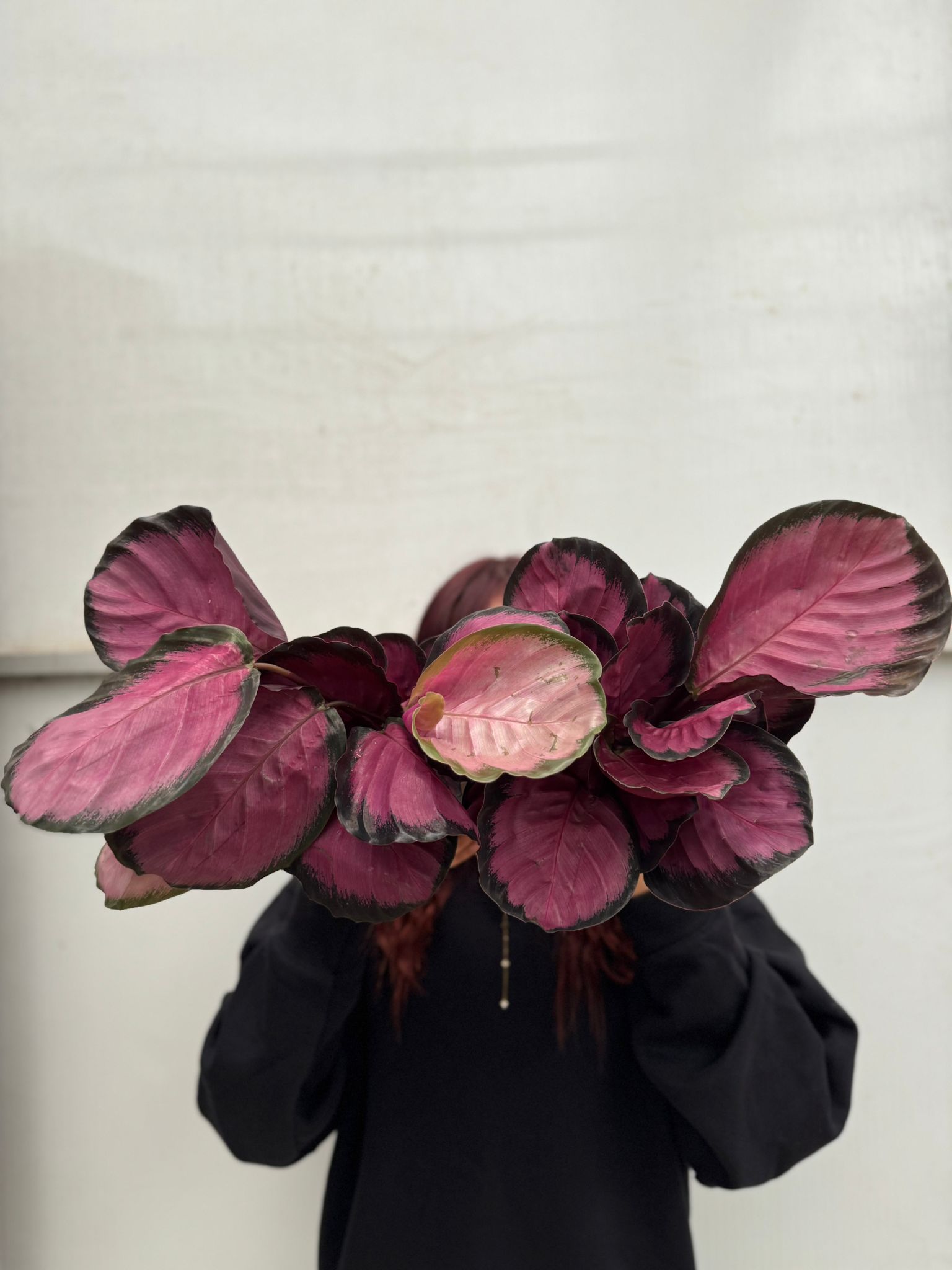 Dua Çiçeği (Kalatya Picturata Crimson - Calathea Picturata Crimson)