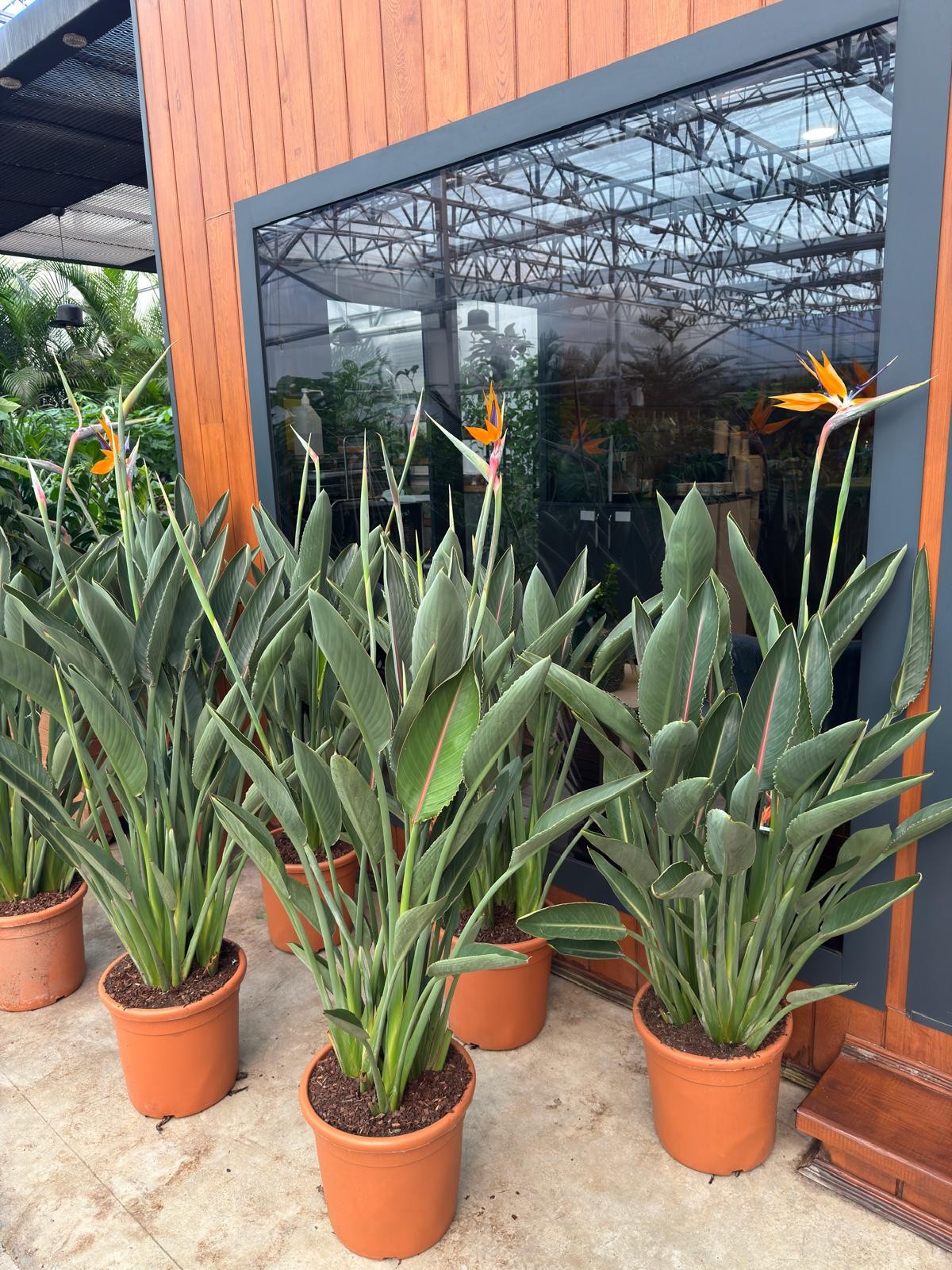 Çok Sık Köklü Starliçe XL (Turuncu Çiçek Açan Cennet Kuşu Çiçeği - Strelitzia Reginae)