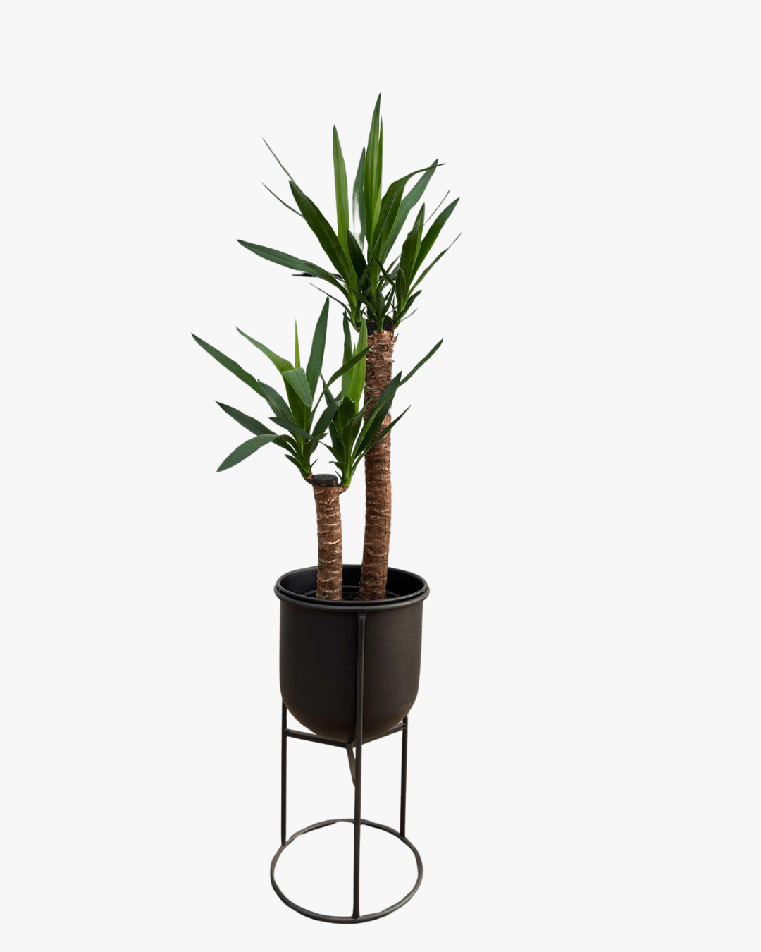 METAL SAKSILI SALON BİTKİ SETİ (Areka Palmiyesi / 2 Gövdeli Yuka Çiçeği / 3'lü Şans Bambusu / Efes Ayaklı Metal Saksı 25cm / Efes Ayaklı Metal Saksı 25 cm)