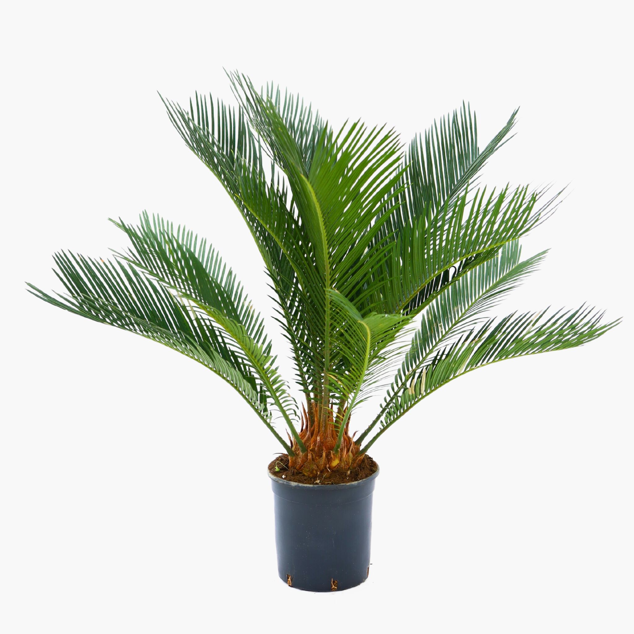 Sikas Bitkisi (Japon Sago Palmiyesi - Cycas Revoluta)