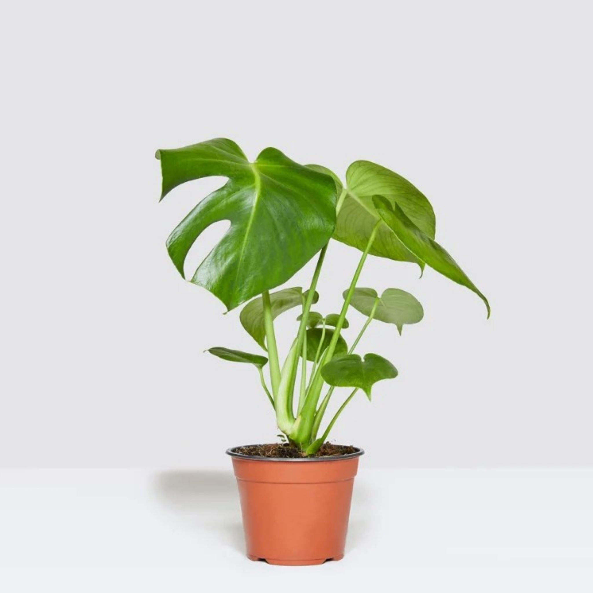 Deve Tabanı Çiçeği (Monstera Deliciosa)