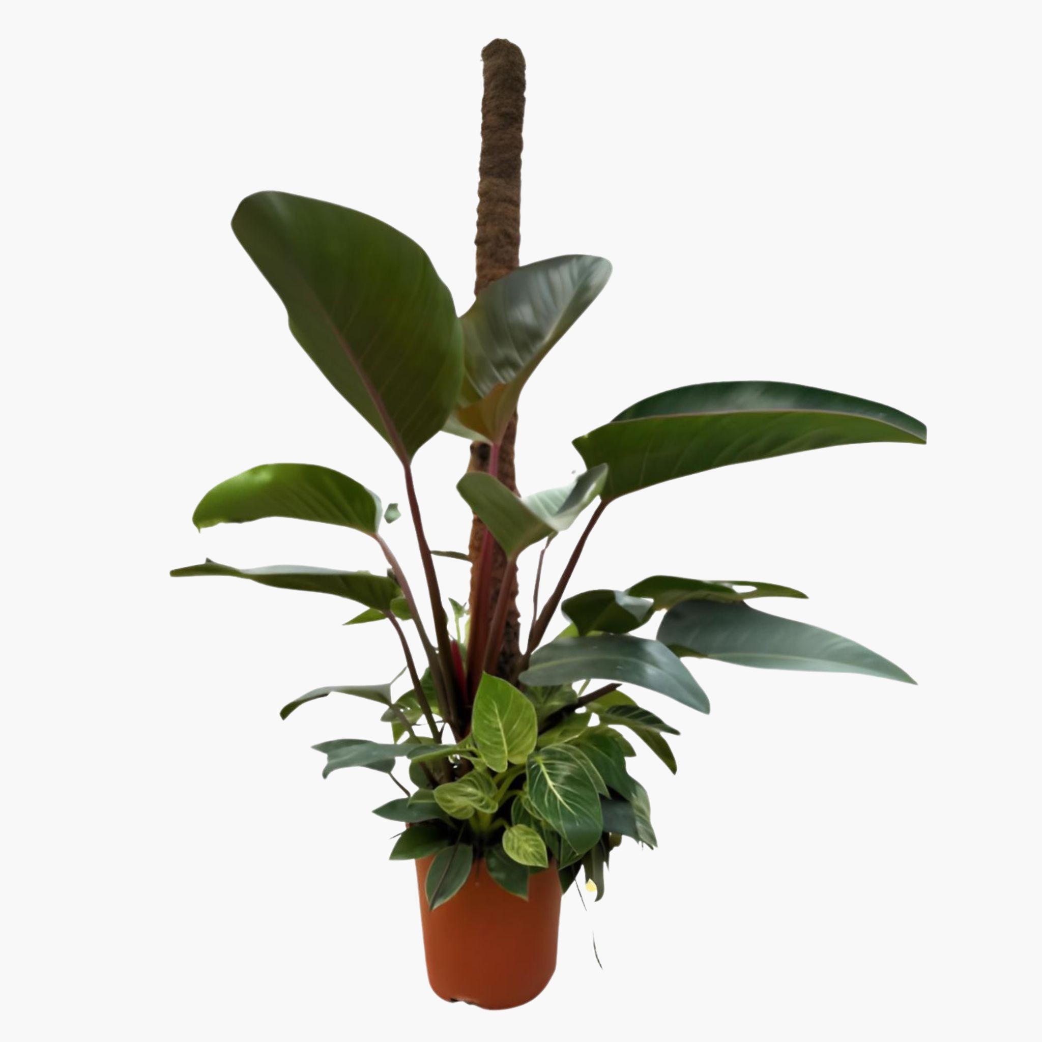 Sopalı Büyük Philodendron Birkin 